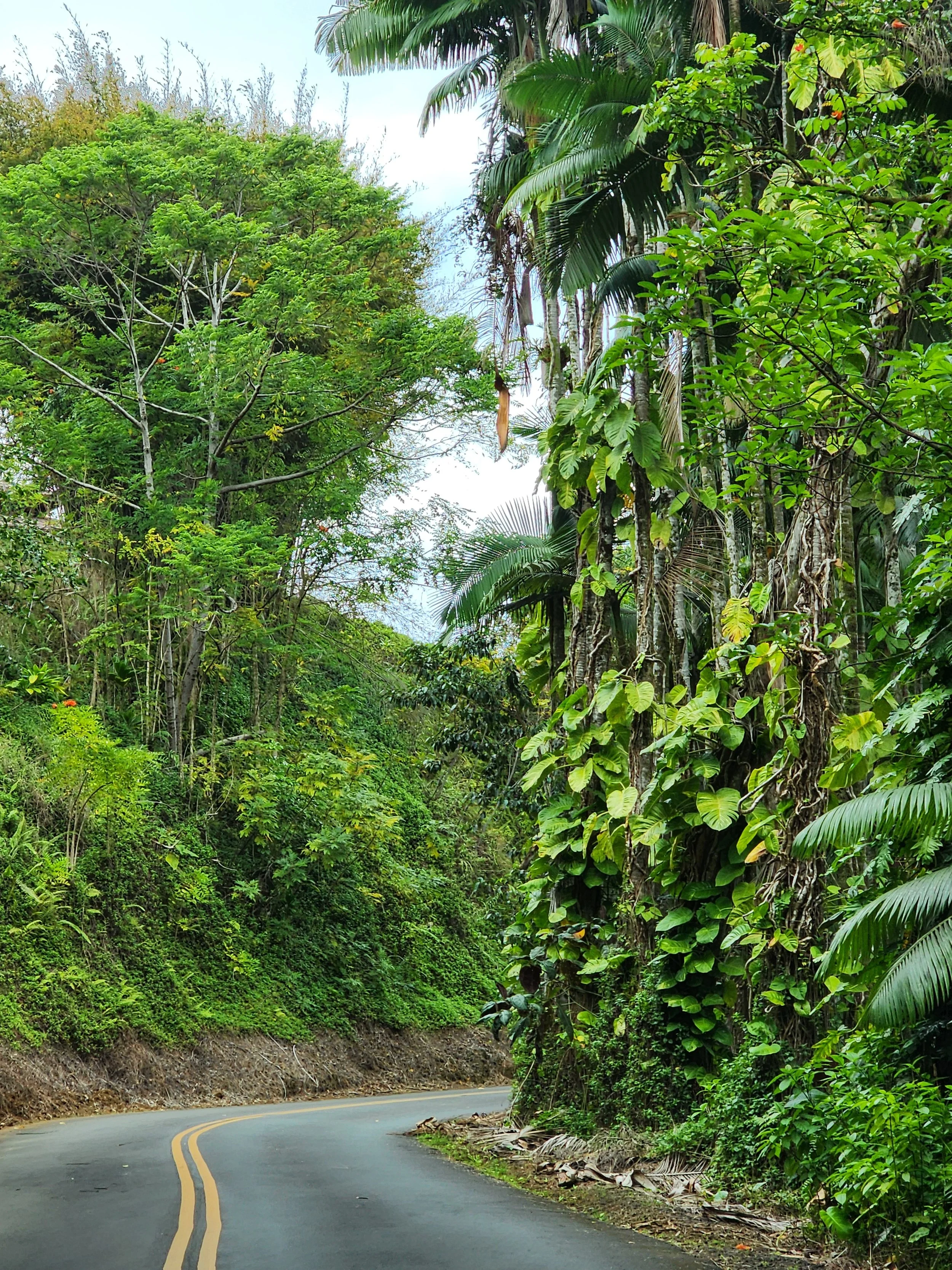 Onomea Scenic Drive