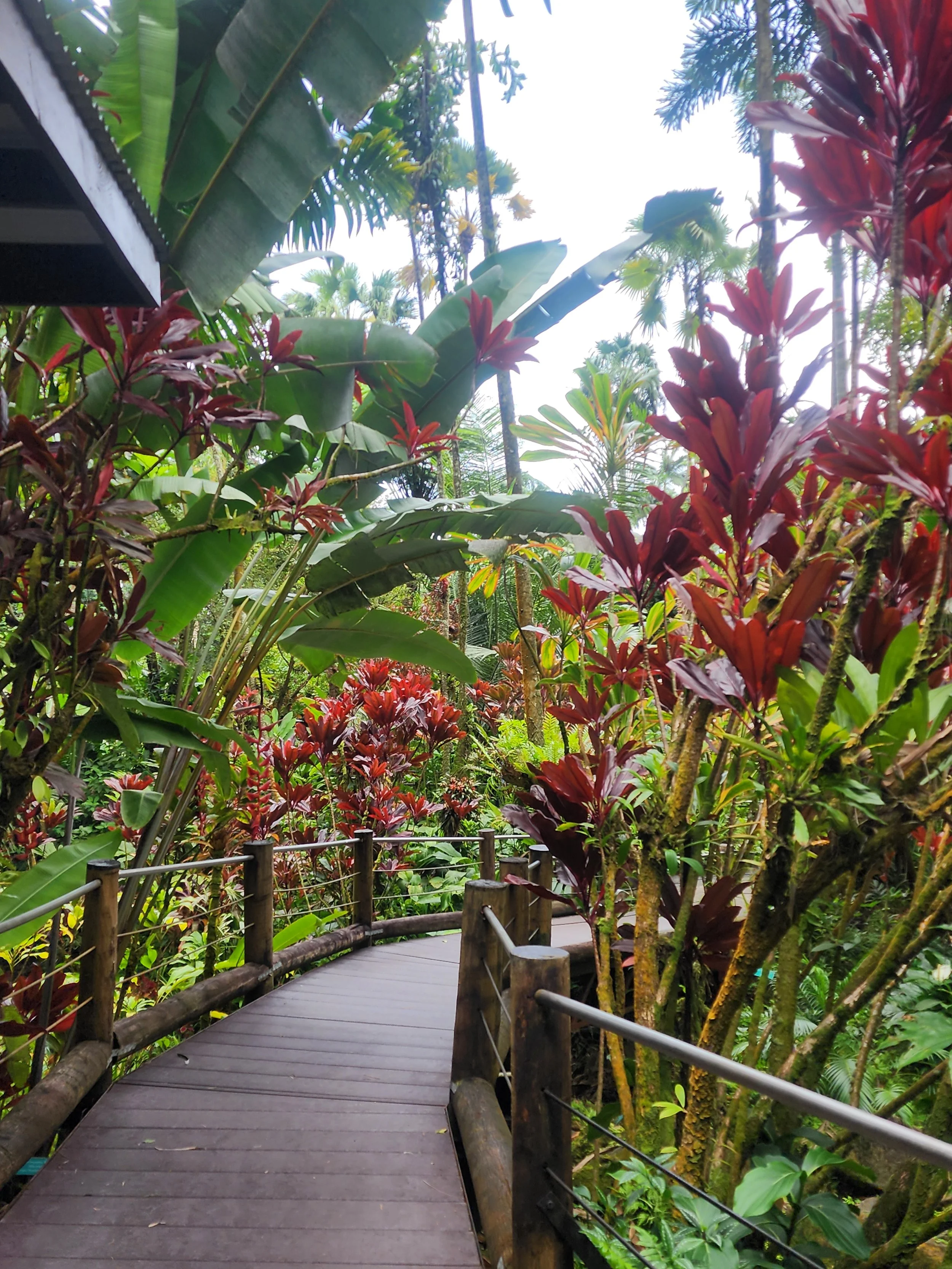 Descending into the valley at Hawaiʻi Tropical Bioreserve &amp; Garden 