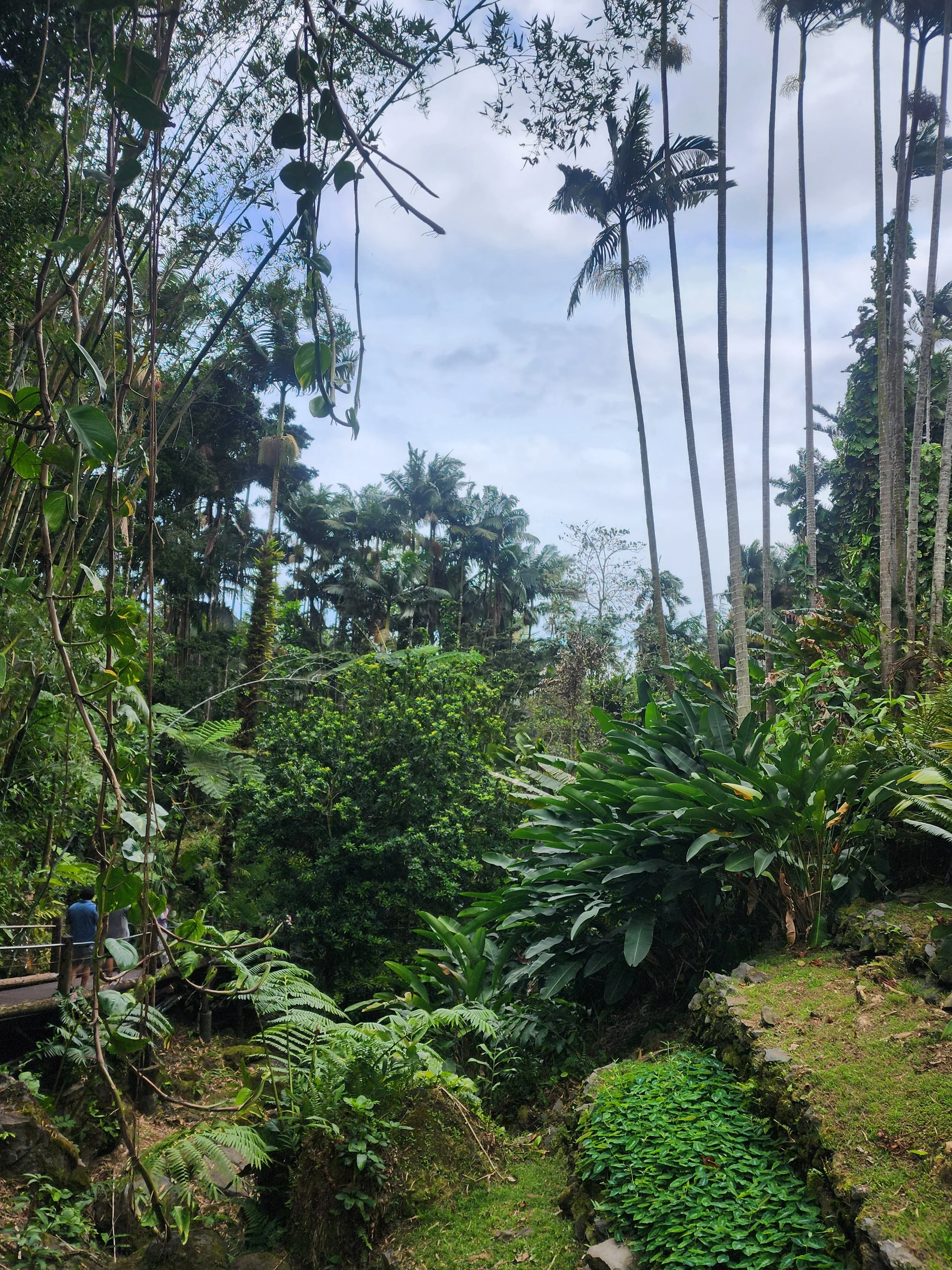 Hawaiʻi Tropical Bioreserve &amp; Garden
