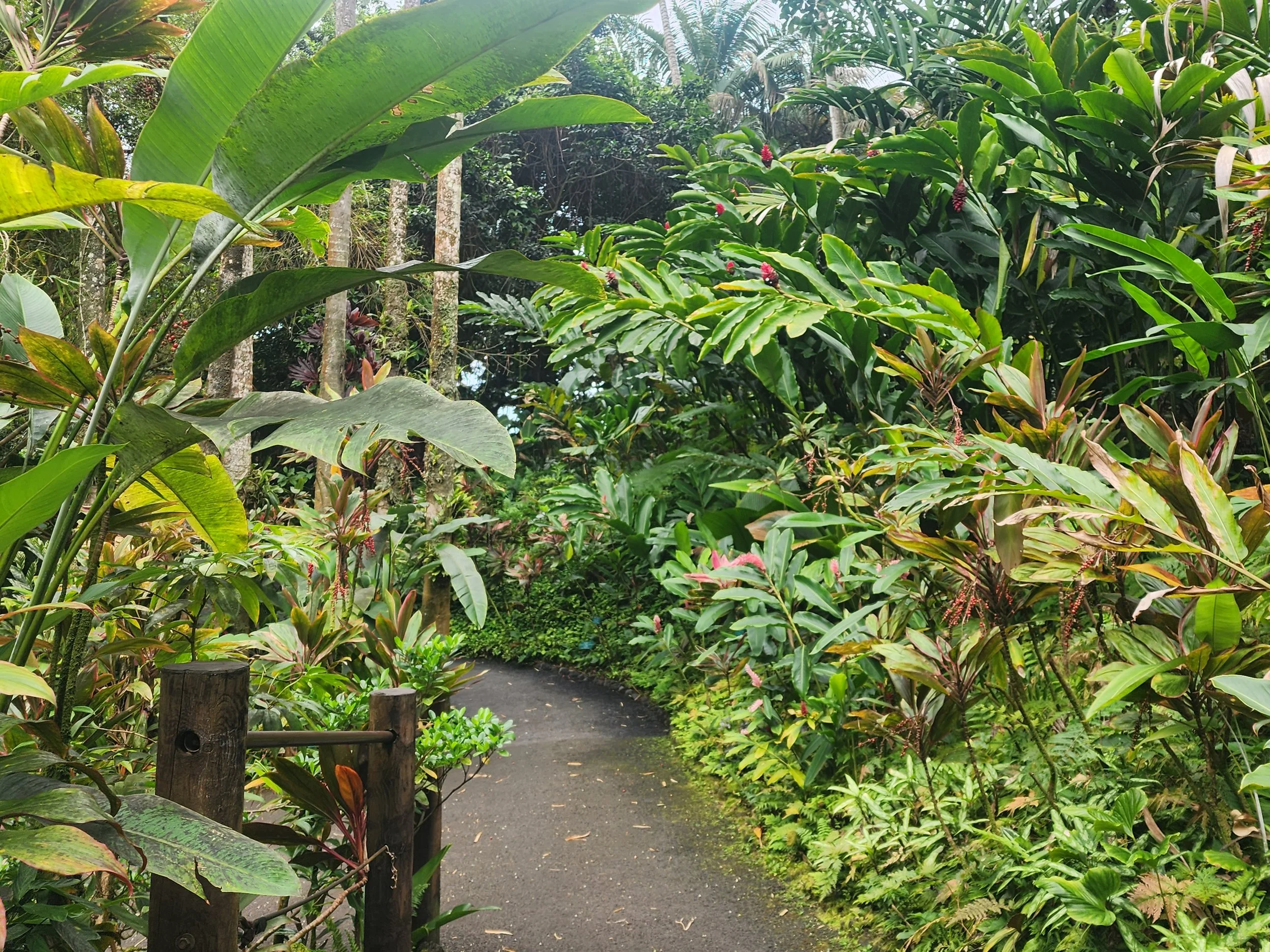 Tropical plants at Hawaiʻi Tropical Bioreserve &amp; Garden