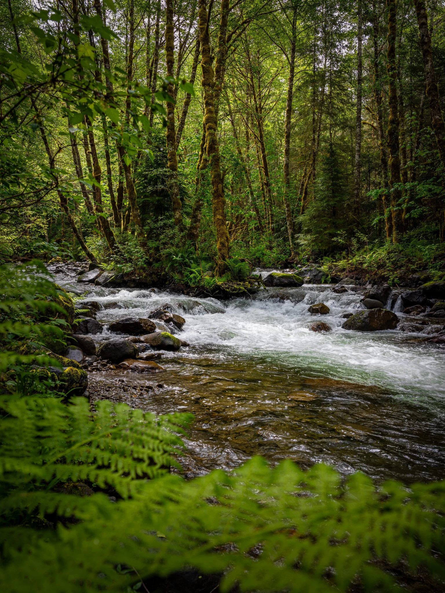  A beautiful morning along the Zigzag River in Oregon   