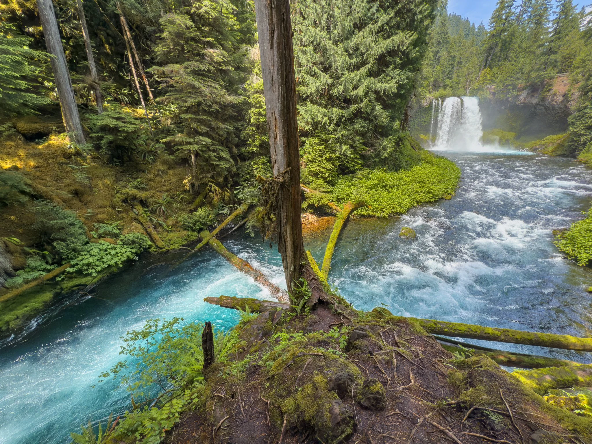 Koosah Falls in the distance with the vibrant blue McKenzie River flowing through the lush forest foreground, framed by moss-covered logs and greenery.