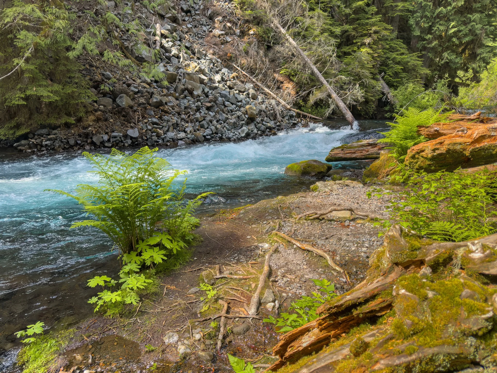The clear blue waters of the McKenzie River flowing beside a mossy, fern-lined riverbank with scattered roots and fallen logs.