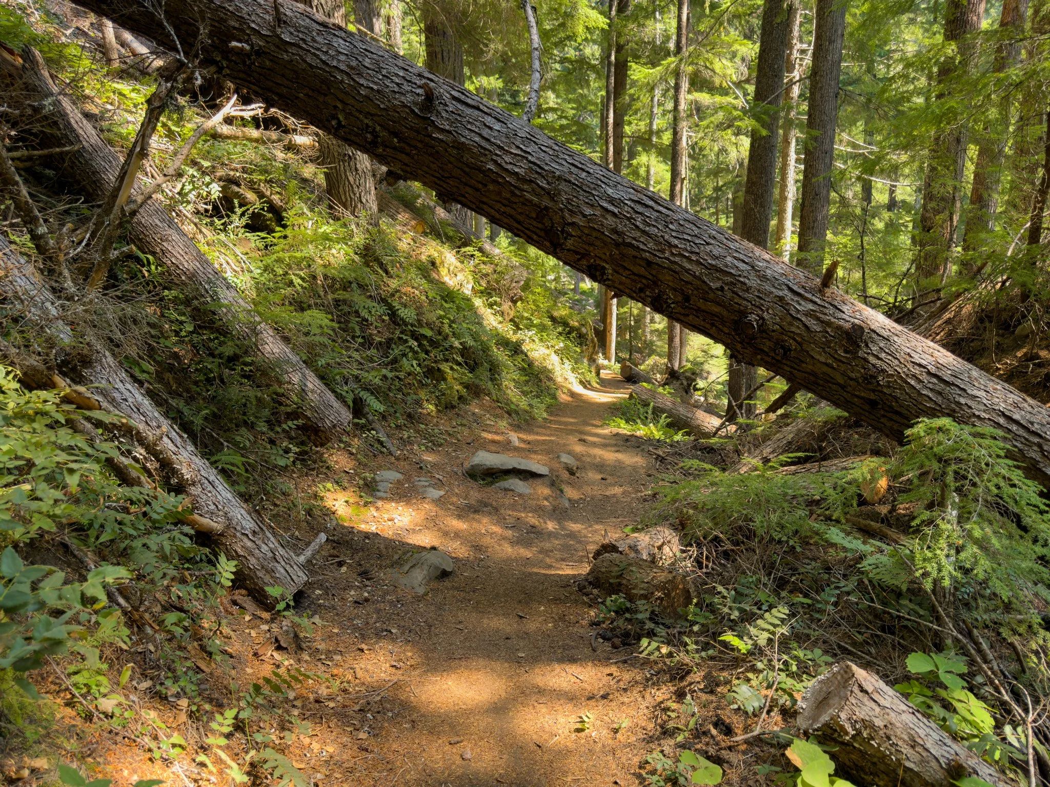 Dirt hiking trail to National Creek Falls passing beneath a large fallen log, surrounded by lush green forest undergrowth and tall conifers`