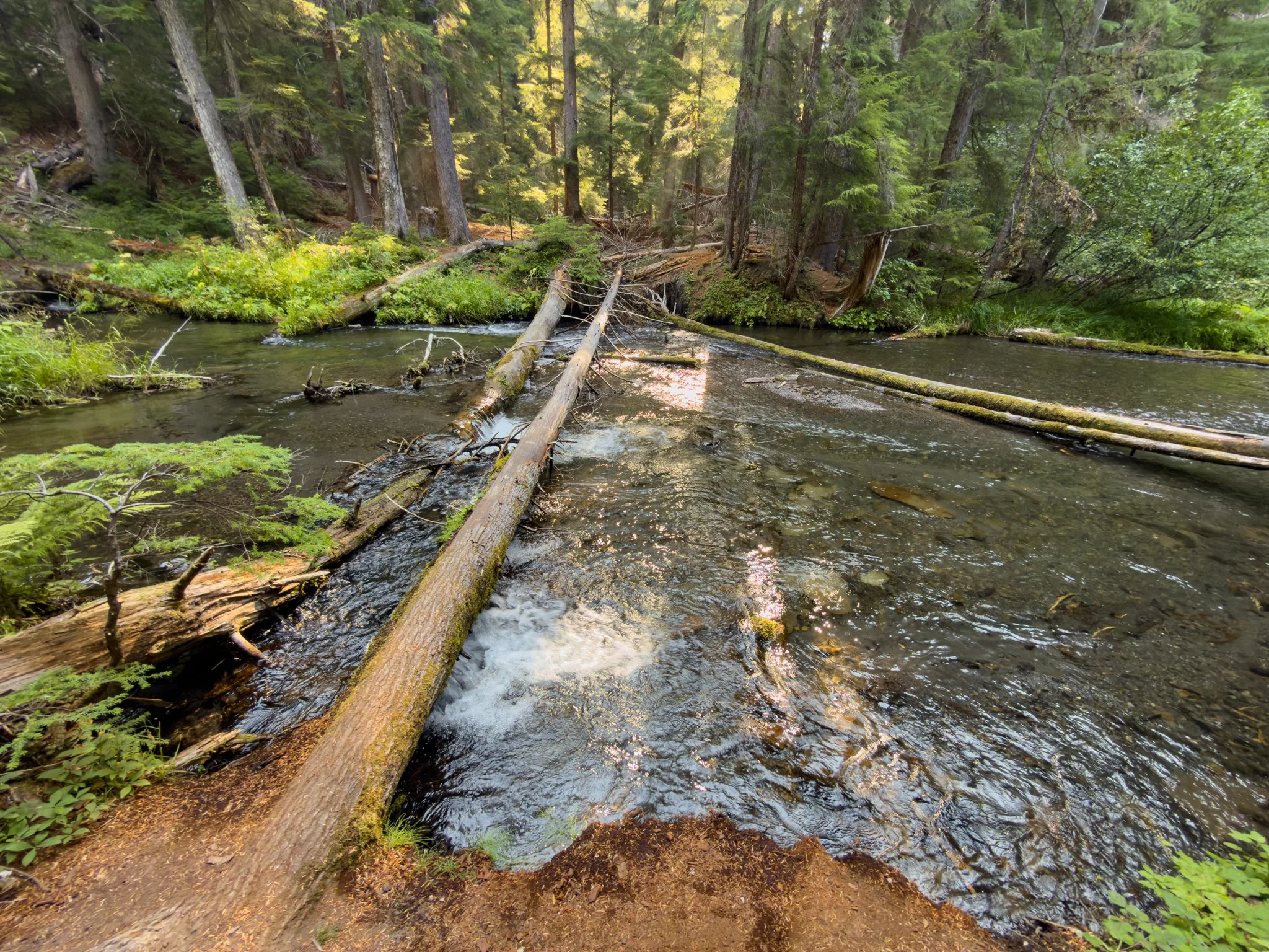 National Creek flowing through a mossy old-growth forest below the falls, with fallen logs spanning the calm dark water and lush green vegetation along the banks