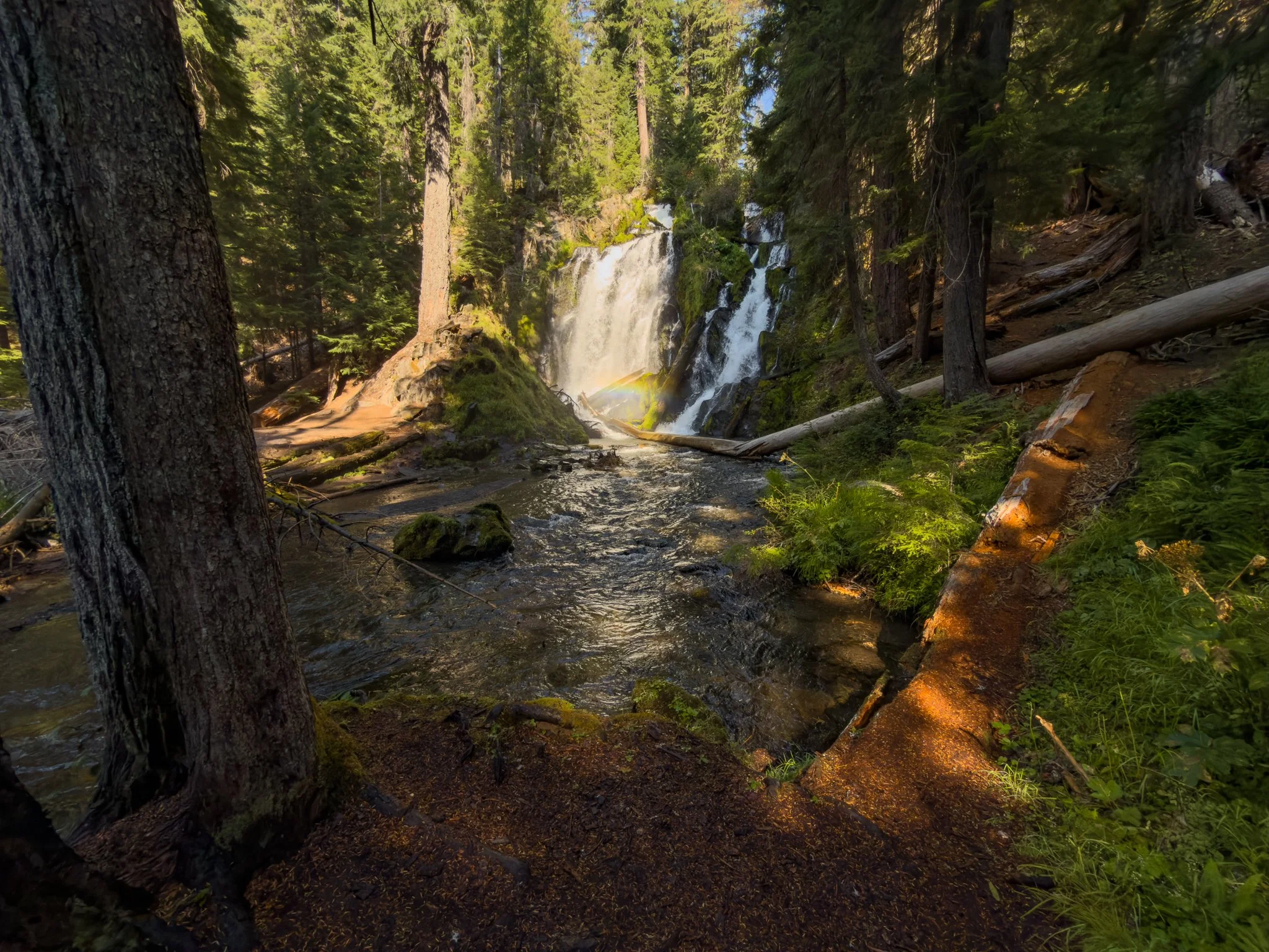 National Creek Falls viewed through towering conifers from across the creek, with a small rainbow visible at the base and dappled sunlight filtering through the forest