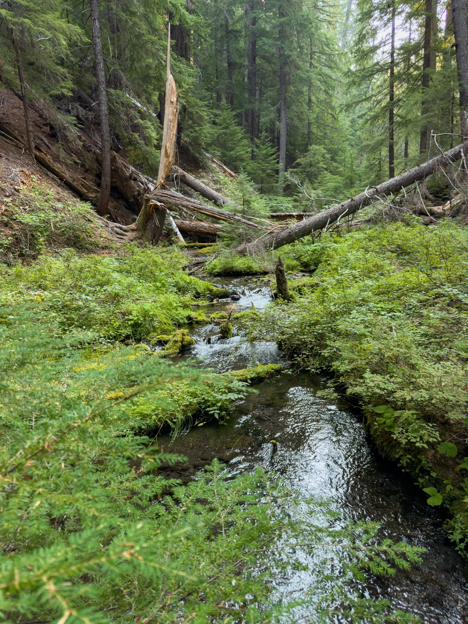 Falls Creek winding through dense green undergrowth and ferns before joining National Creek, with fallen and broken snags scattered across the forested hillside above