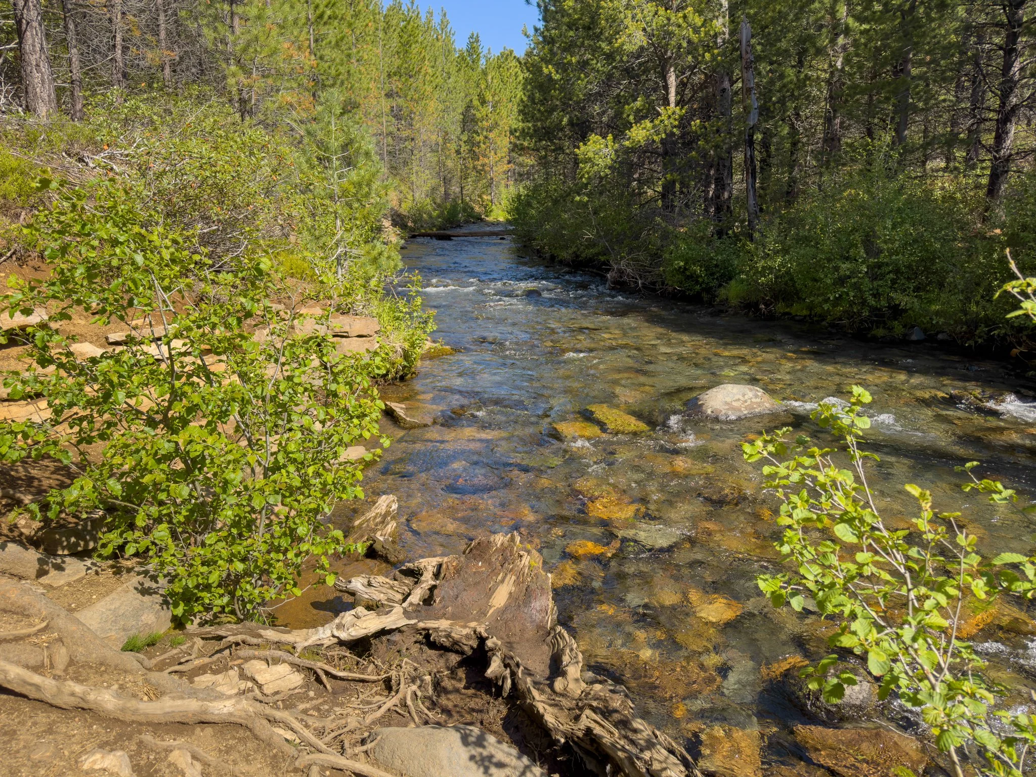 Crystal-clear Tumalo Creek flowing gently through a pine forest, with colorful river rocks visible beneath the water and lush green vegetation lining the banks.