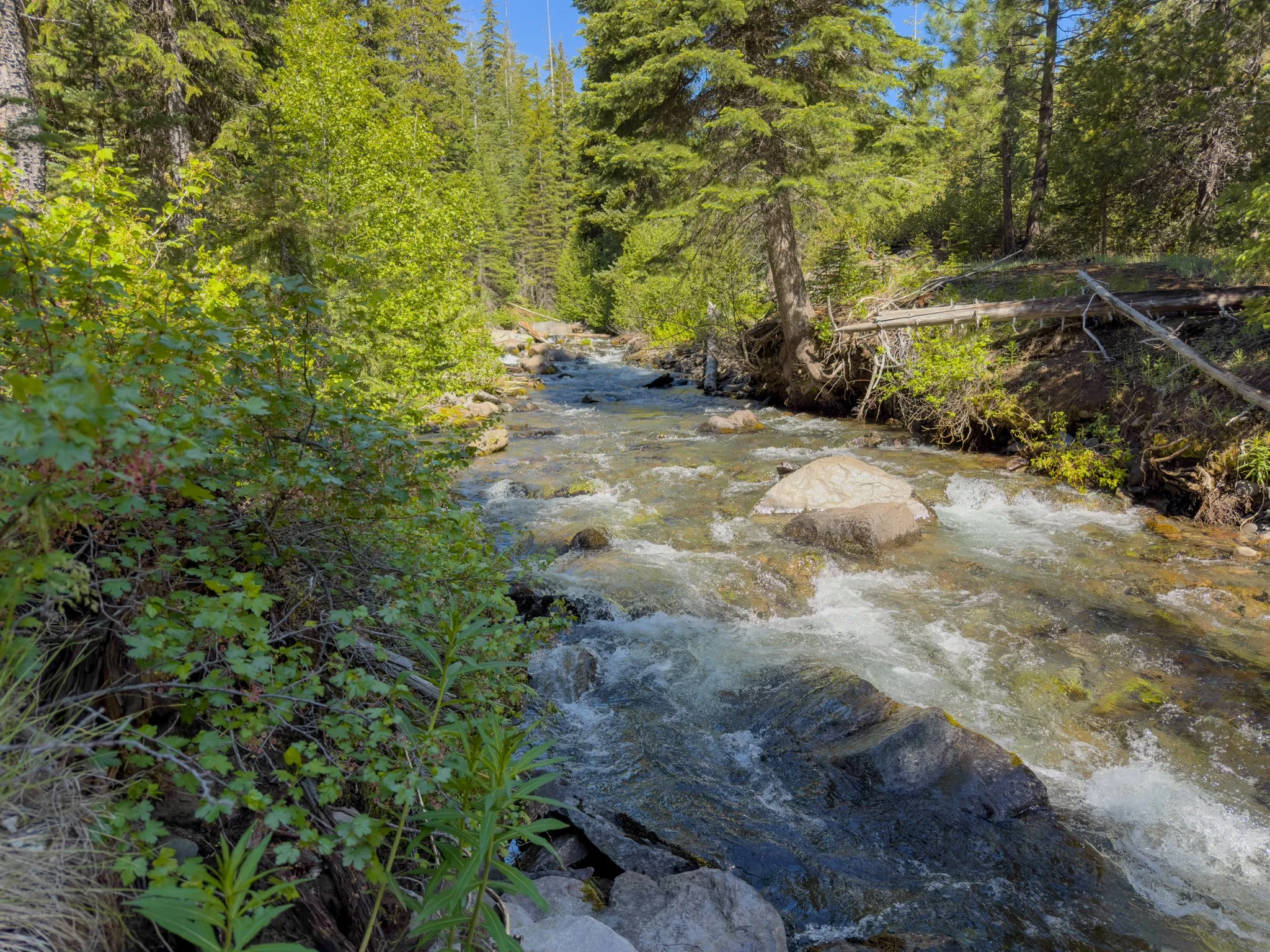 Tumalo Creek flowing over smooth rocks through a peaceful evergreen forest, with crystal-clear water, lush vegetation, and sunlit pines lining the banks.