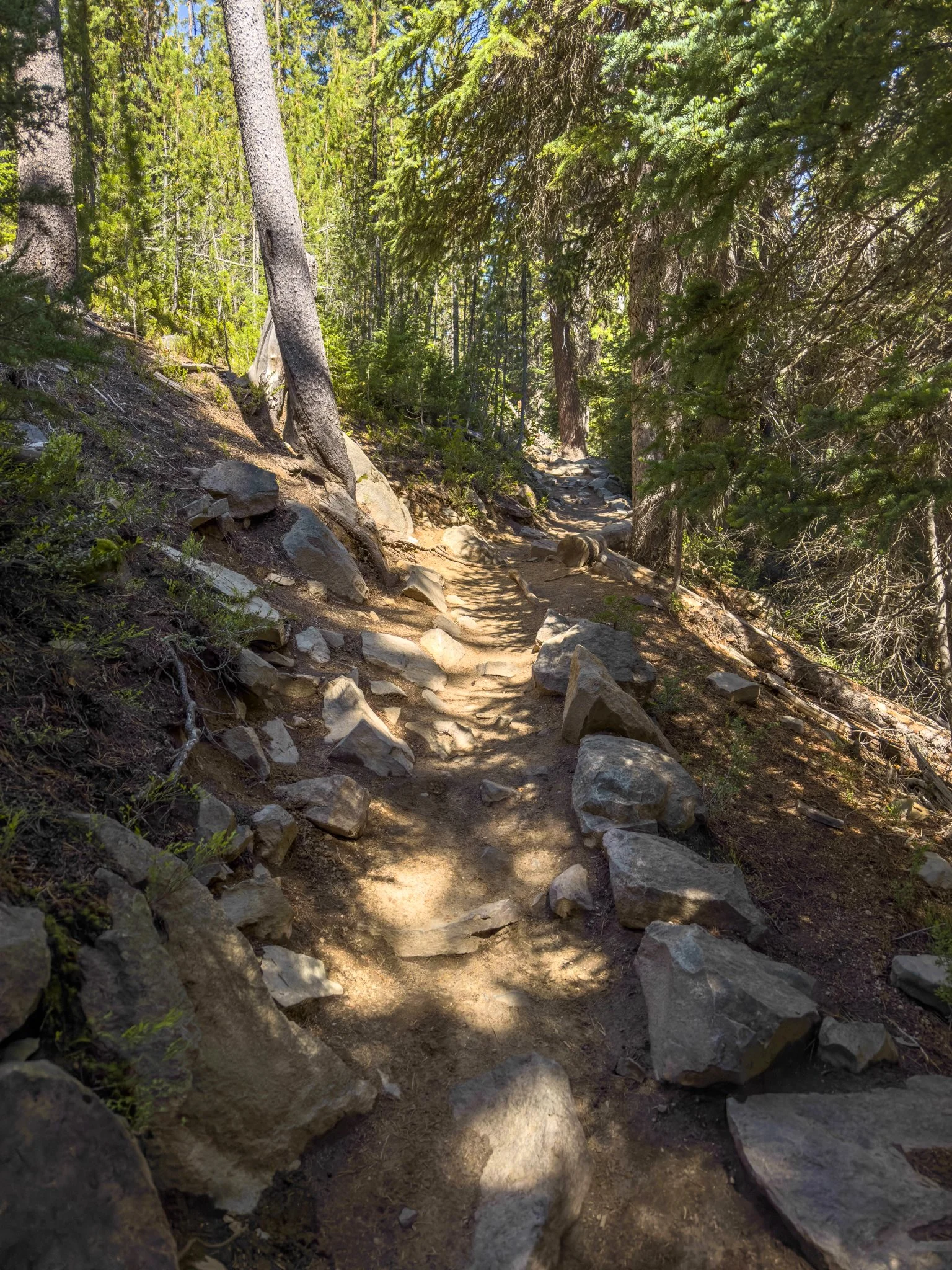 Rocky hiking trail winding through a sunlit pine forest on the way to Tumalo Falls and Double Falls, with exposed roots and scattered boulders along the path.