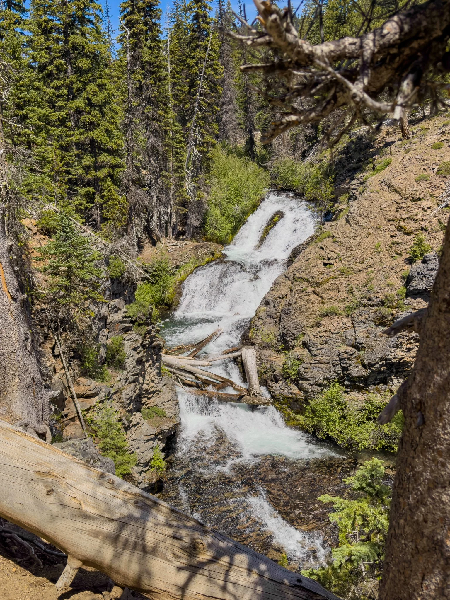 Upper tiers of Double Falls cascading through a narrow basalt canyon, with fallen logs wedged between the cascades and evergreen forest surrounding the rugged cliffside.