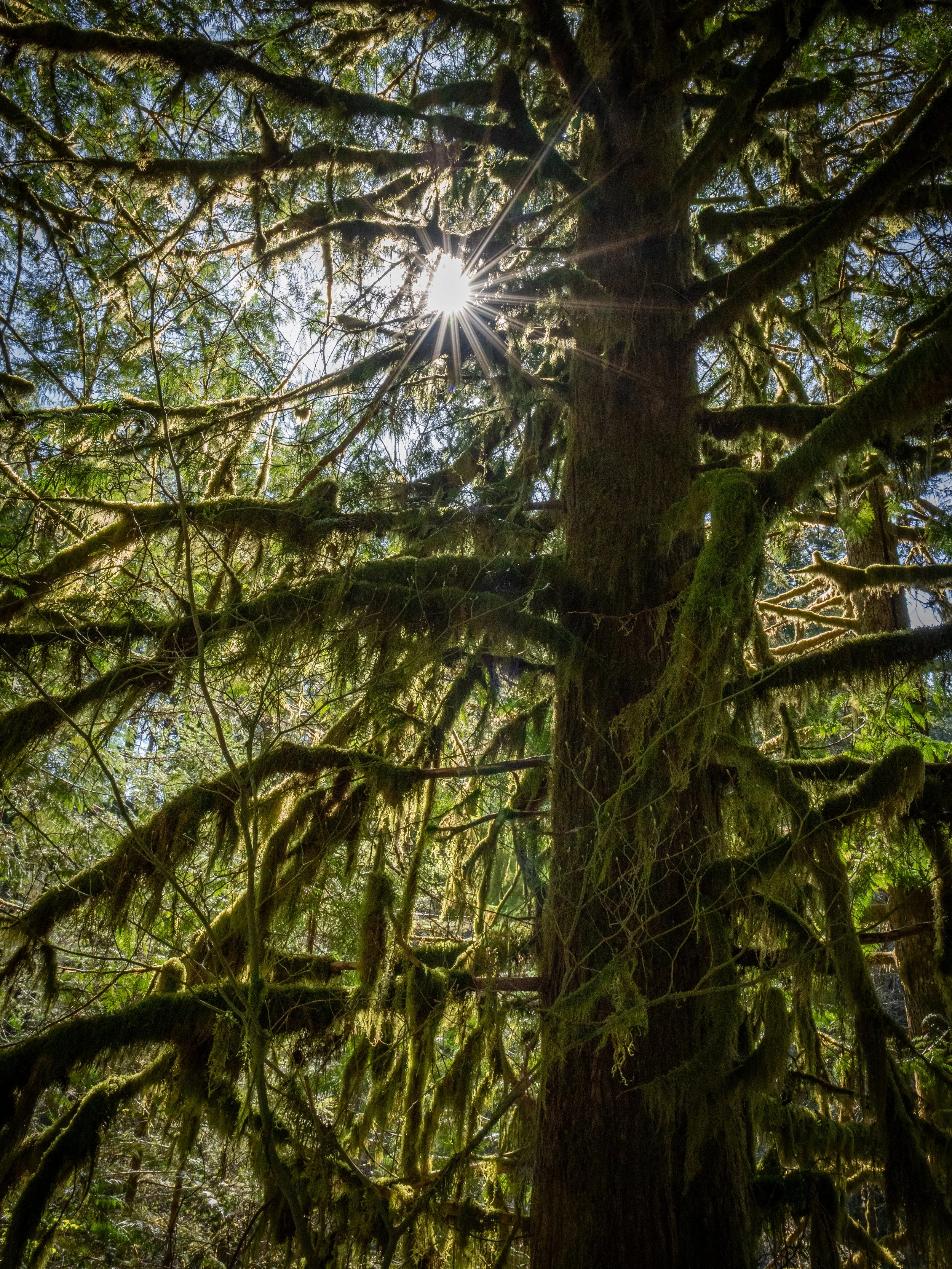 Sunset Falls Area along the East Fork Lewis River in Washington   