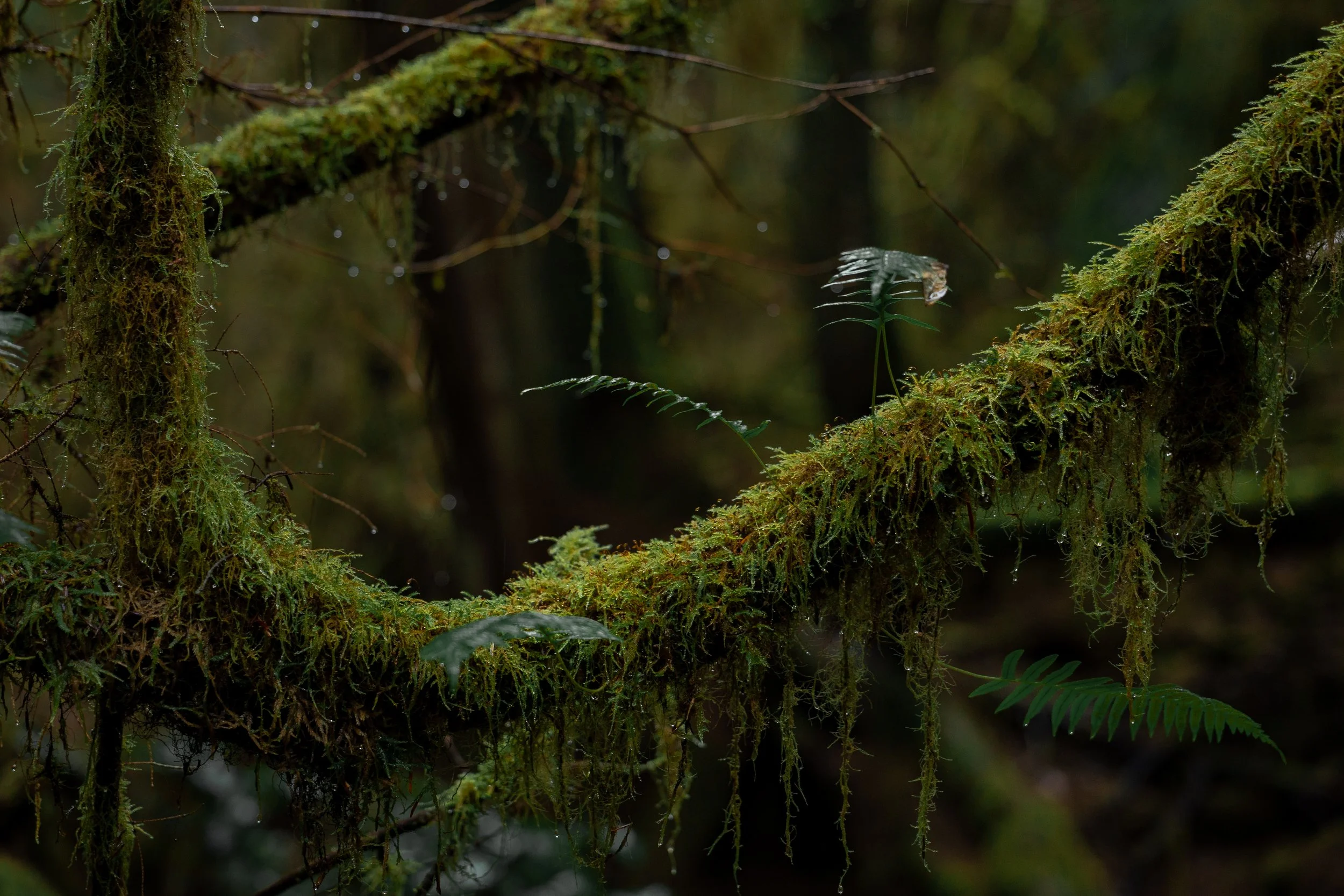 Rainy mornings at Watershed Park, Washington
