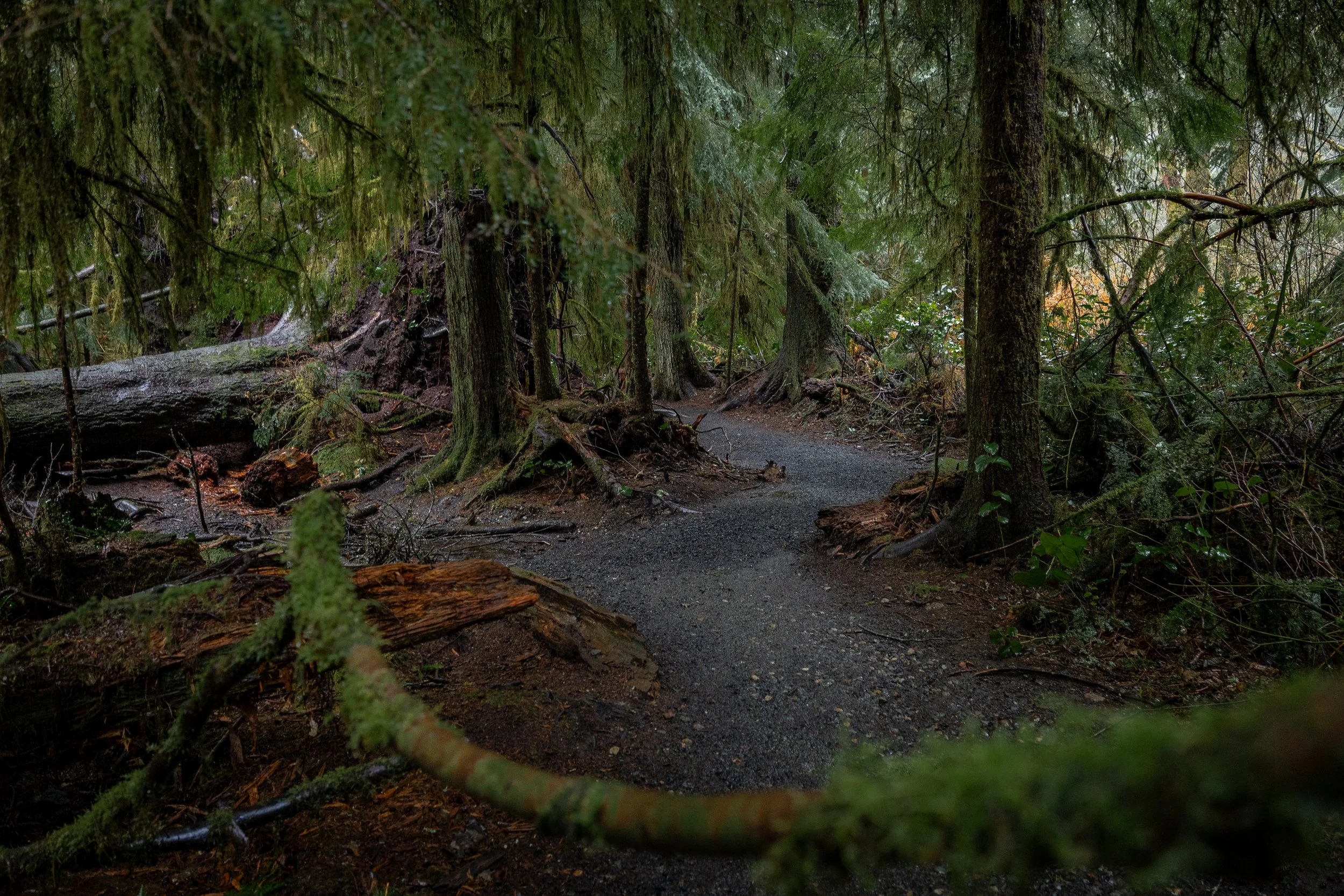 Rainy mornings at Watershed Park, Washington