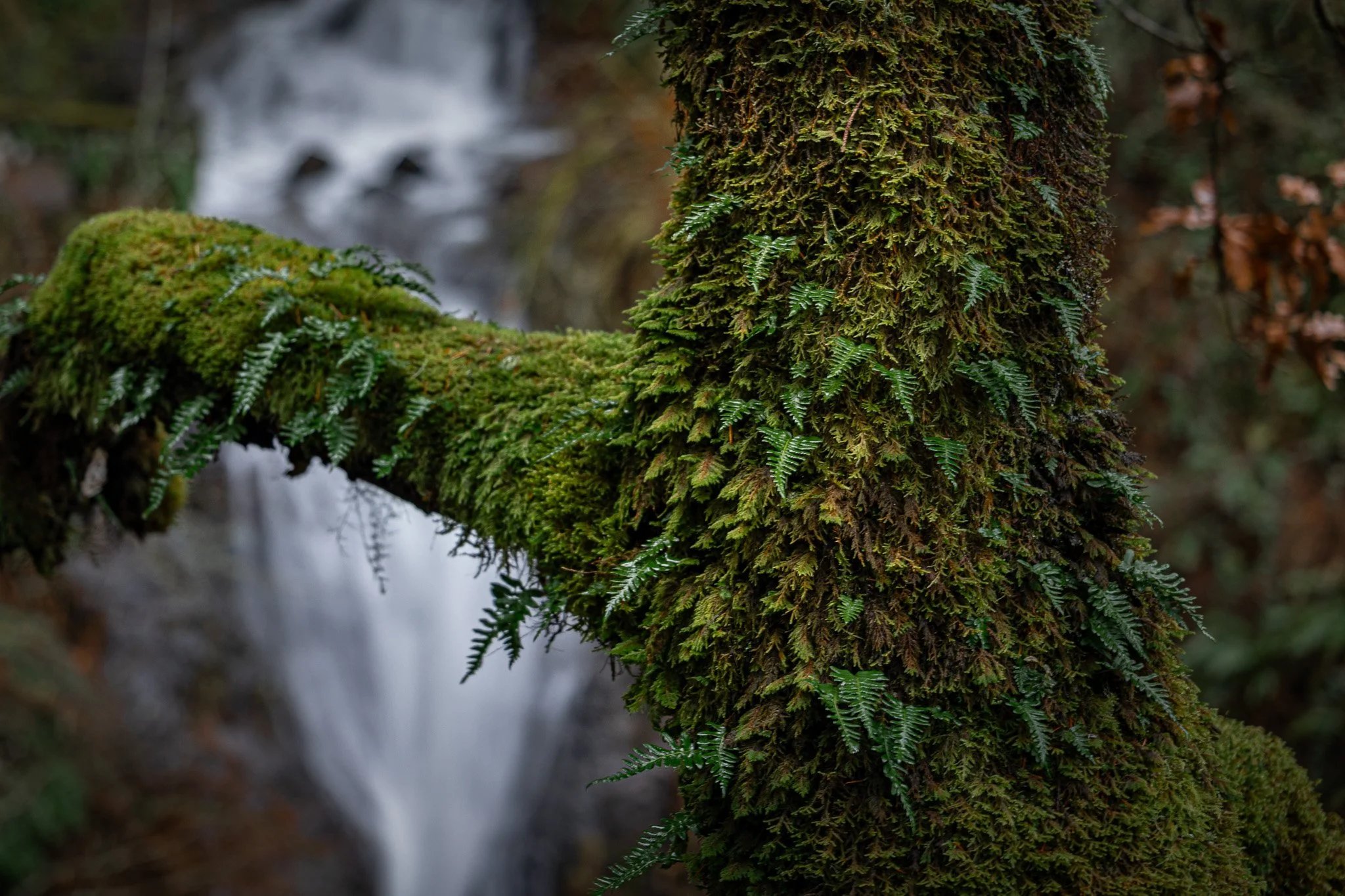Wet mornings at Shepperd's Dell in the Columbia River Gorge, Oregon