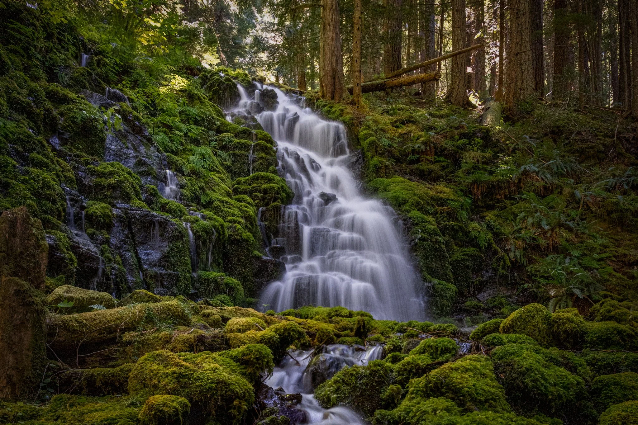 White Branch Falls: A Mossy Forest Waterfall Near McKenzie Bridge