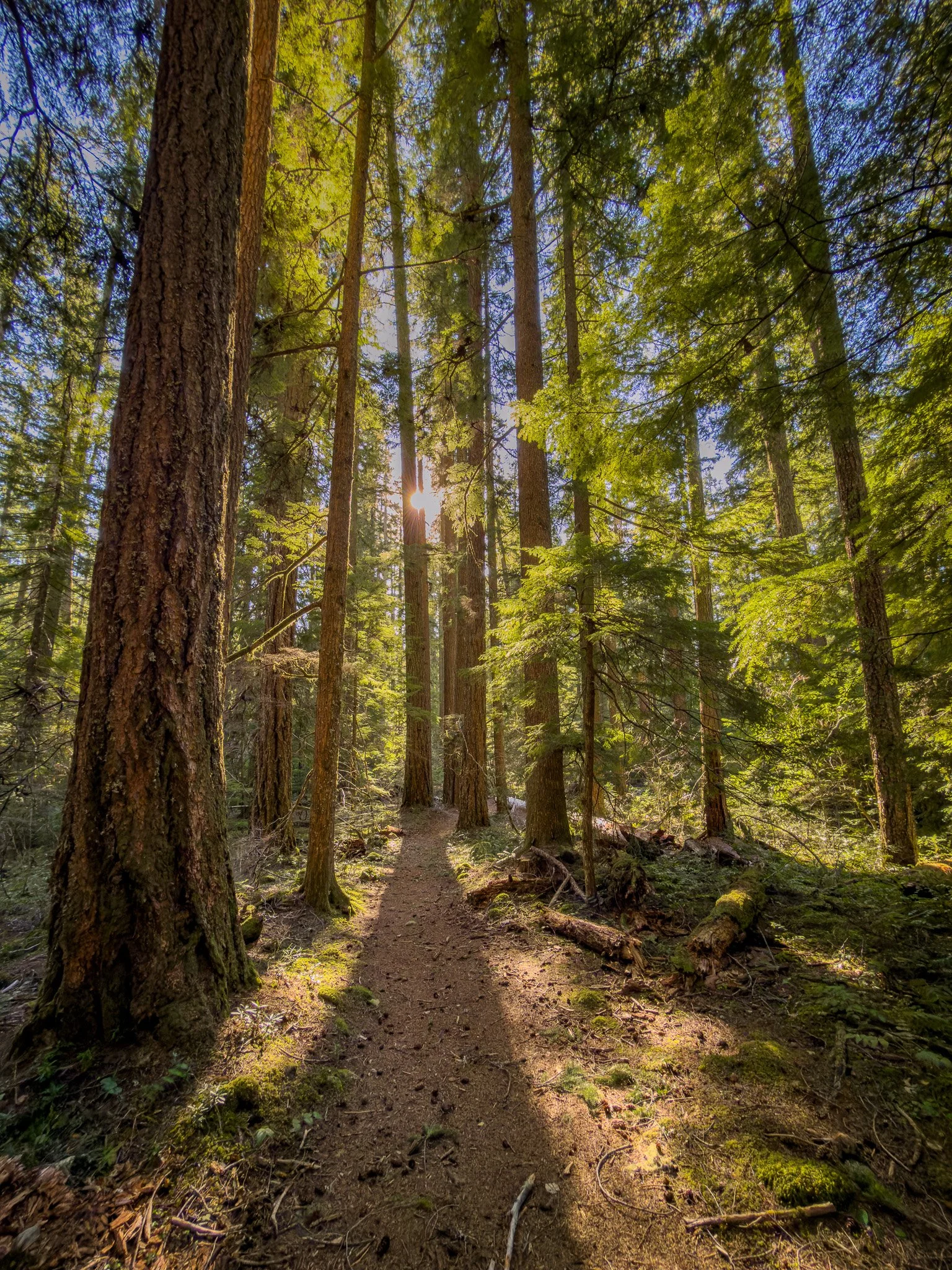 Sunlight filtering through tall evergreen trees along the forest trail to Yakso Falls, casting long shadows across the dirt path and mossy forest floor.