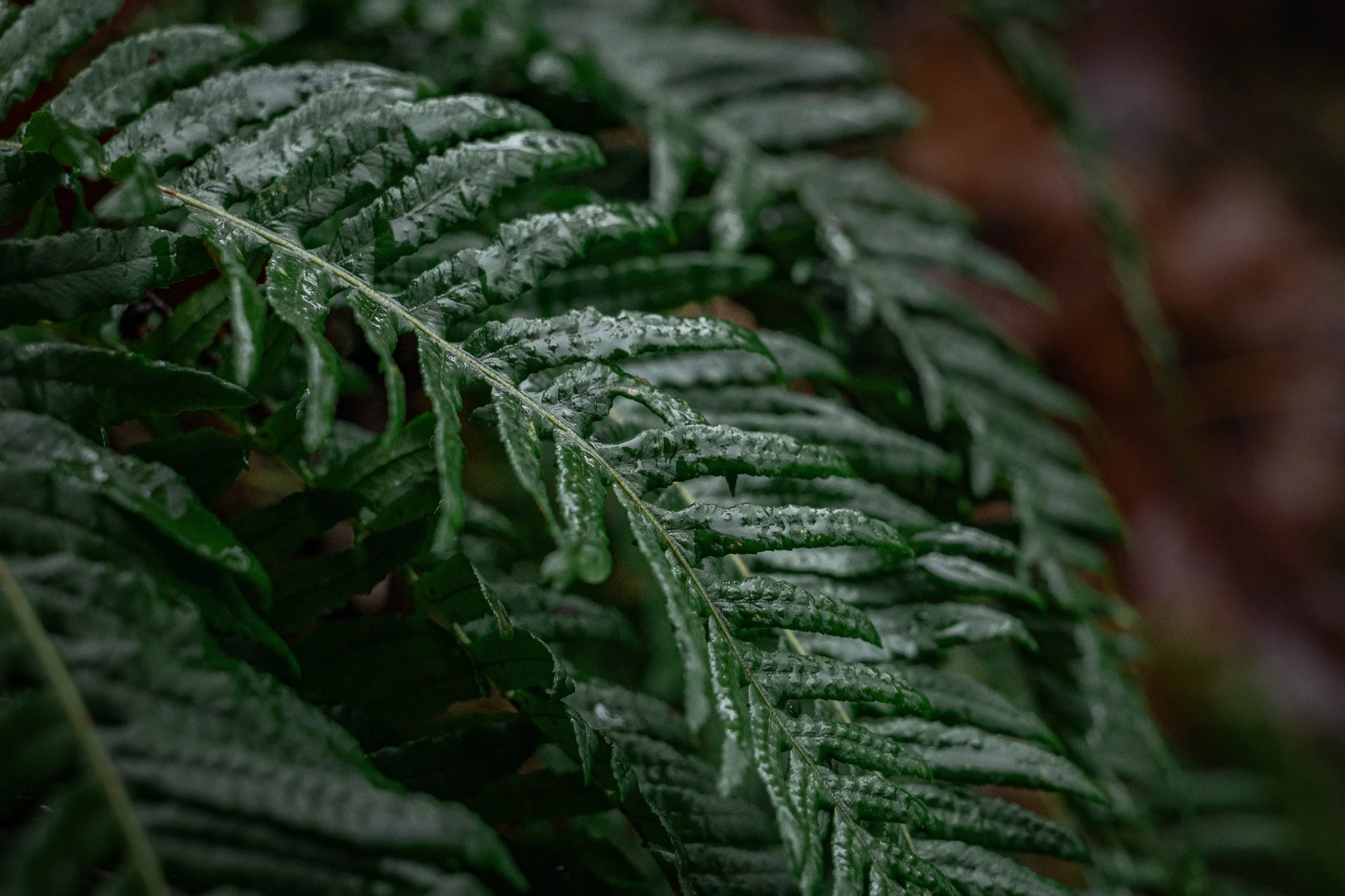 Wet mornings at Shepperd's Dell in the Columbia River Gorge, Oregon
