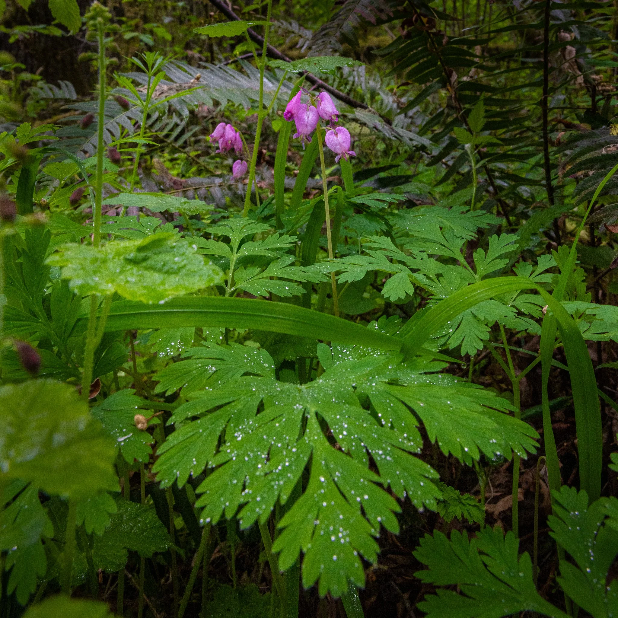  Exploring around the small, but beautiful, Lower McDowell Creek Falls in Oregon   