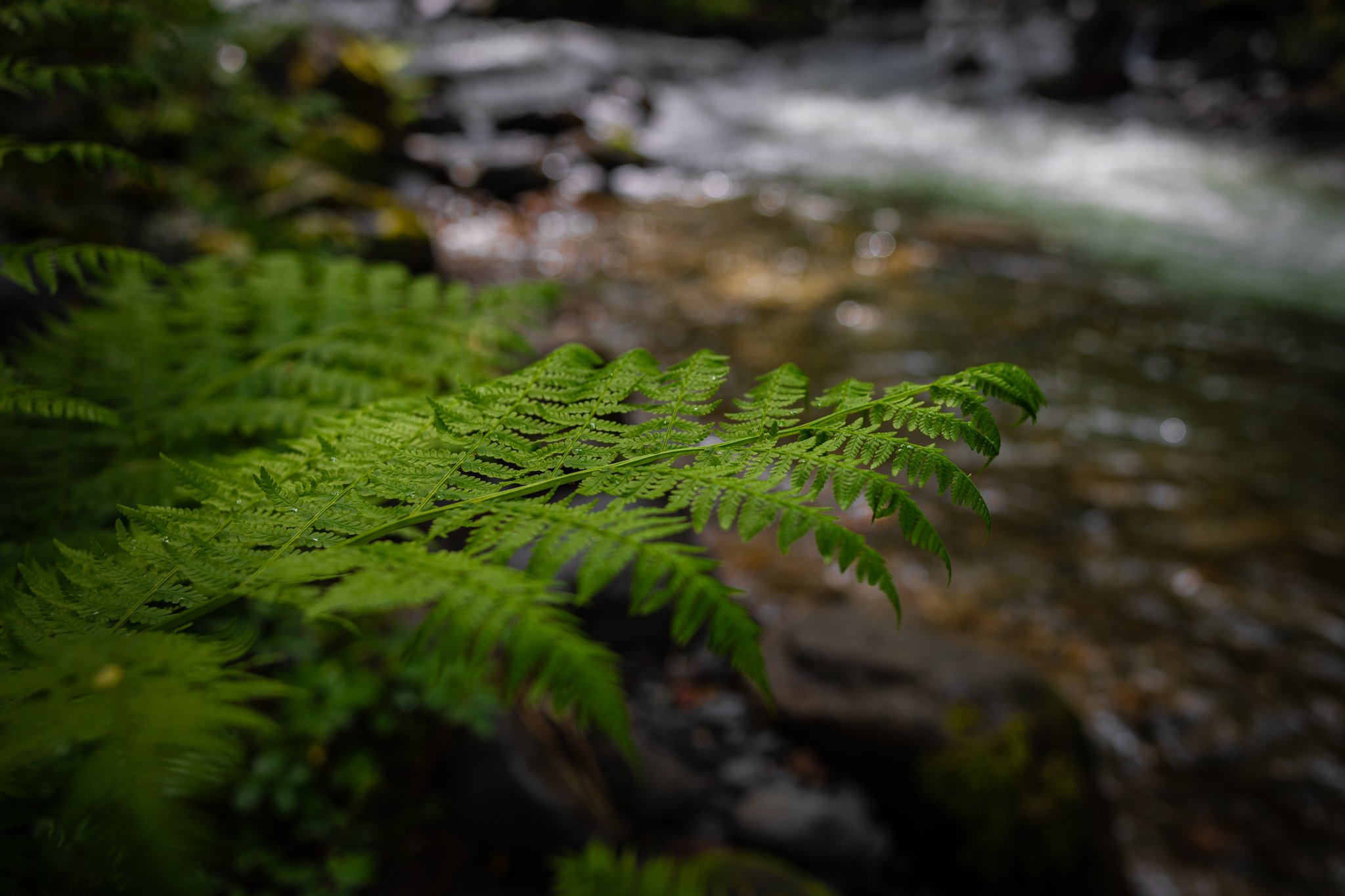  A beautiful morning along the Zigzag River in Oregon   