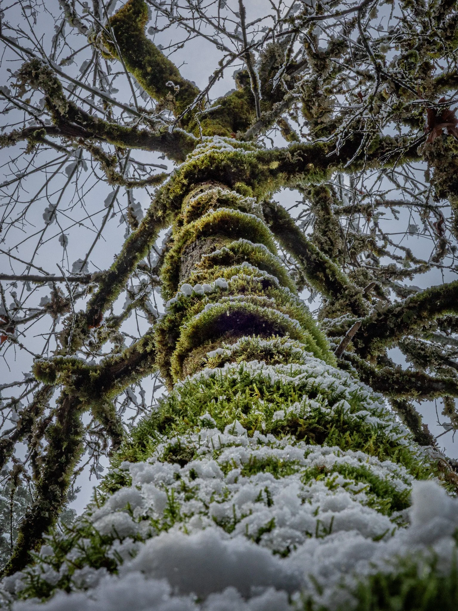 Snow covered mornings at Watson Creek, Oregon (near Watson Falls Parking Area)