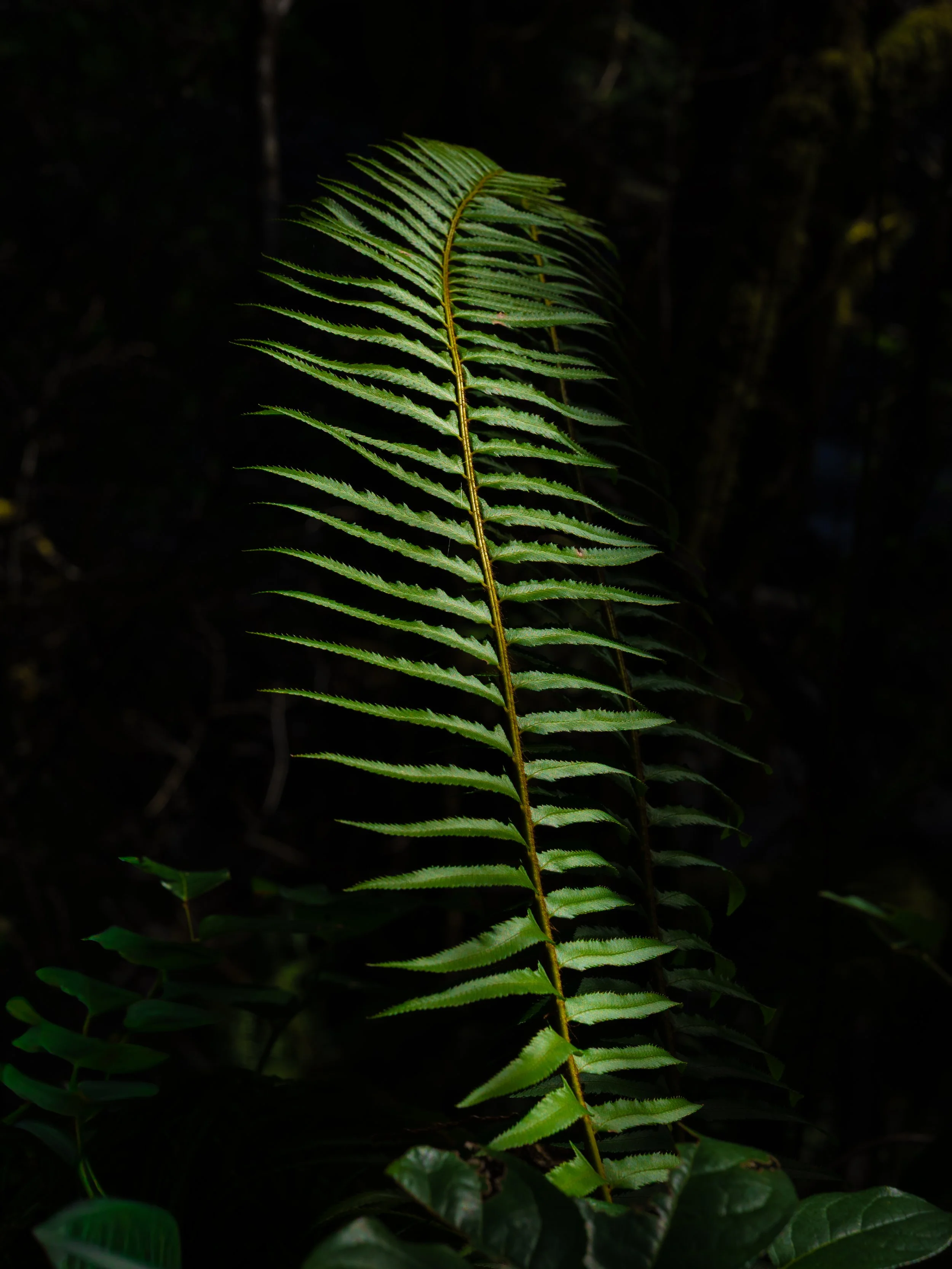  Sunset Falls Area along the East Fork Lewis River in Washington   