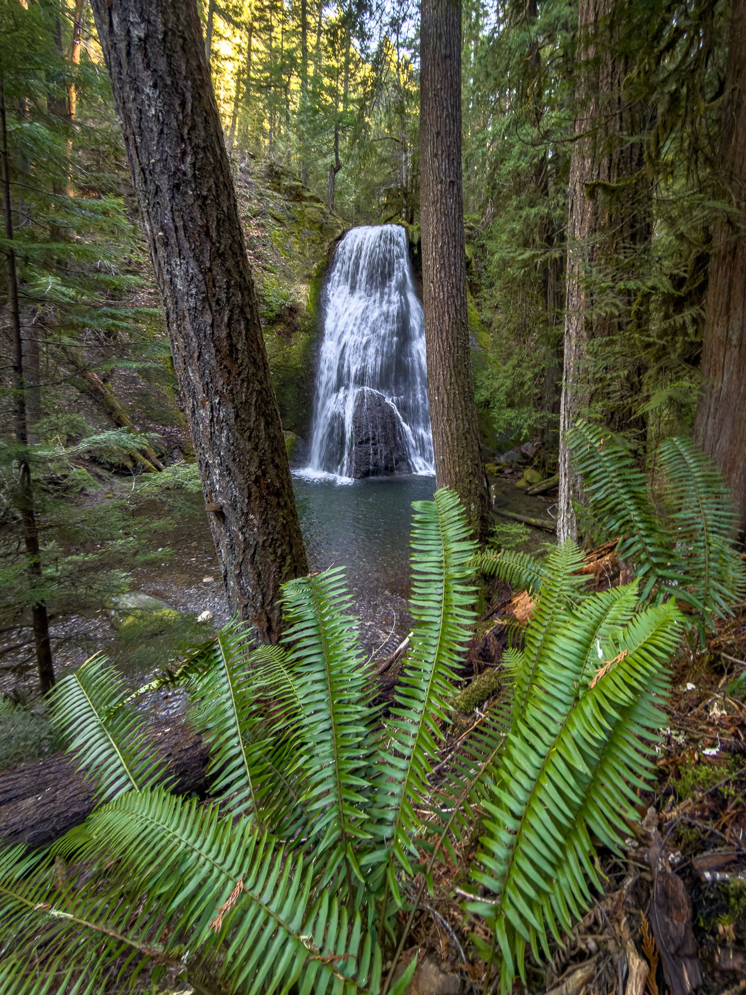 Yakso Falls cascading into a clear pool, framed by tall evergreen trees and vibrant green ferns in the foreground along the forested trail.