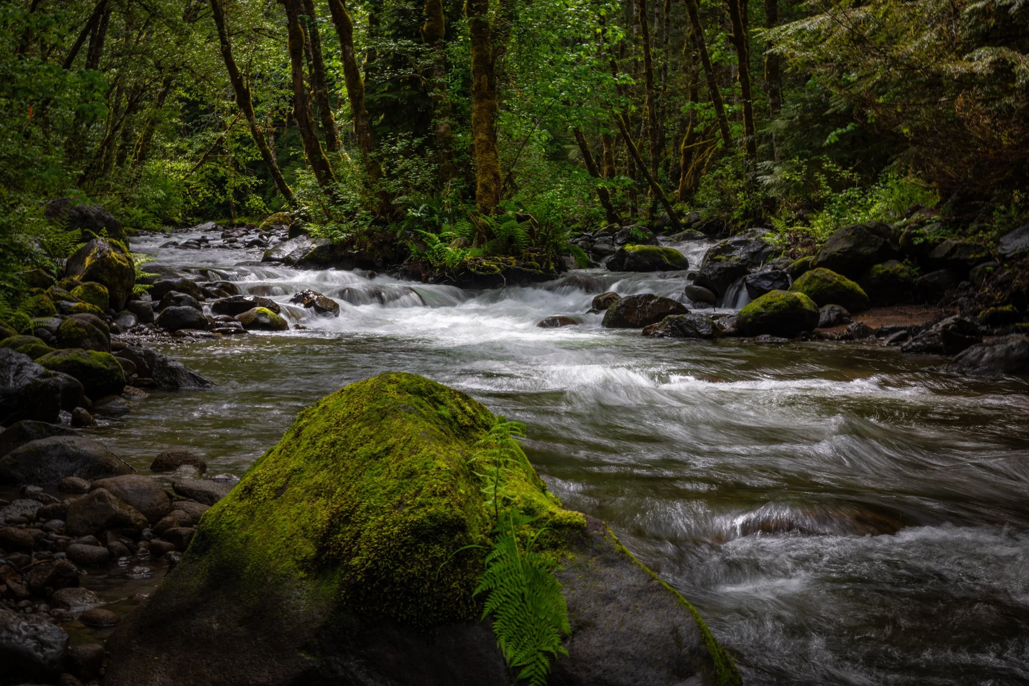 A cold, wet, and beautiful morning along the Zigzag River in Oregon   