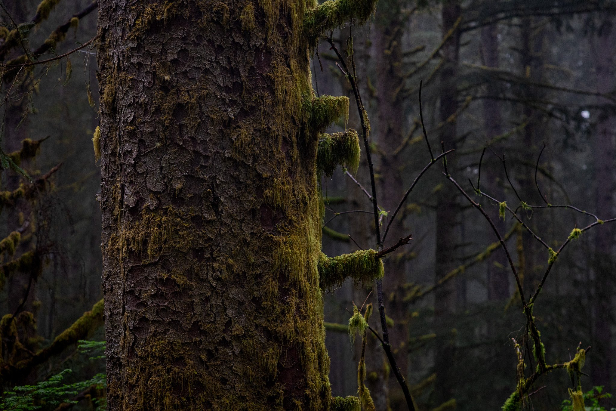  Stormy, wet, and beautiful morning at Ecola State Park in Oregon   