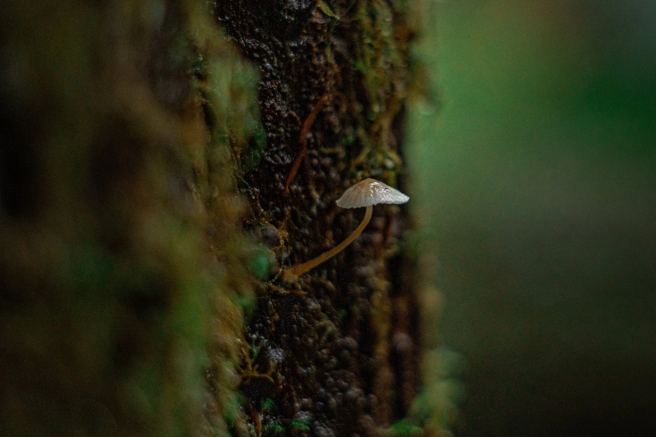 Rainy mornings at Watershed Park, Washington