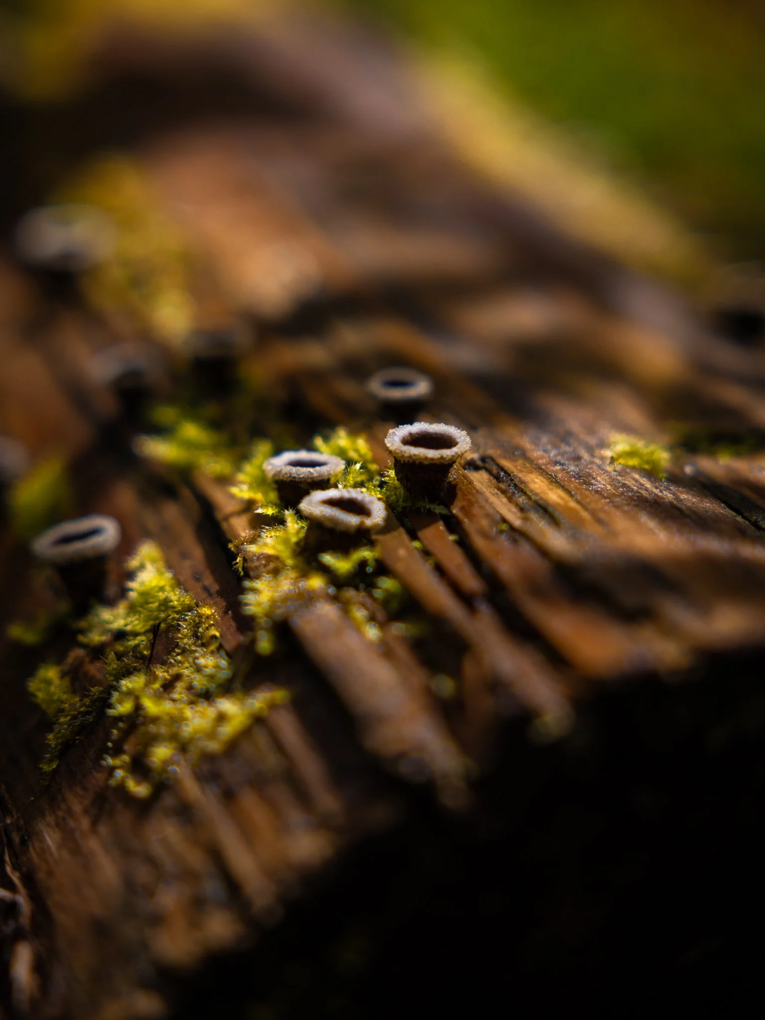  A cold, wet, and beautiful morning along the Zigzag River in Oregon   