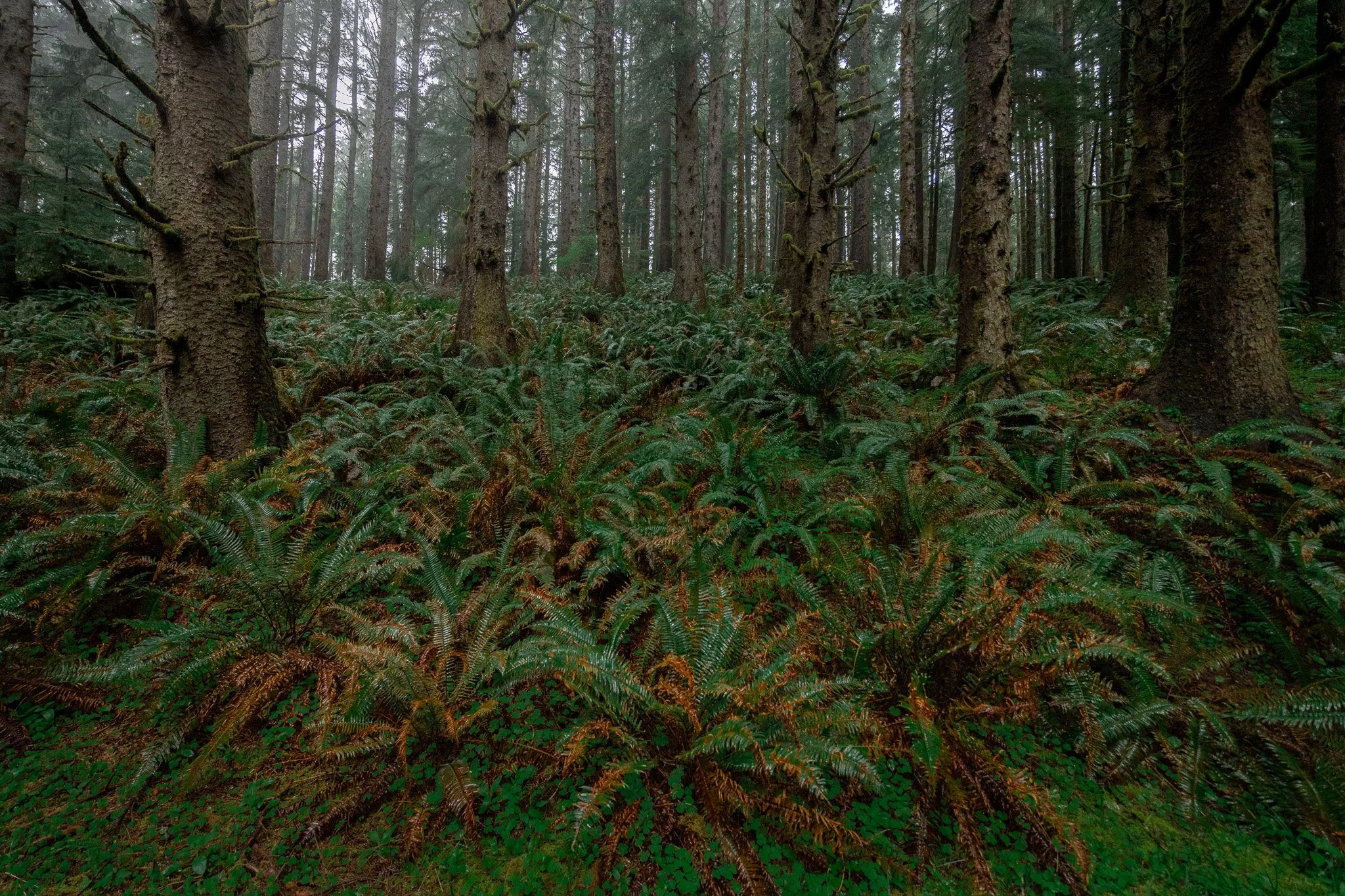  Stormy, wet, and beautiful morning at Ecola State Park in Oregon   
