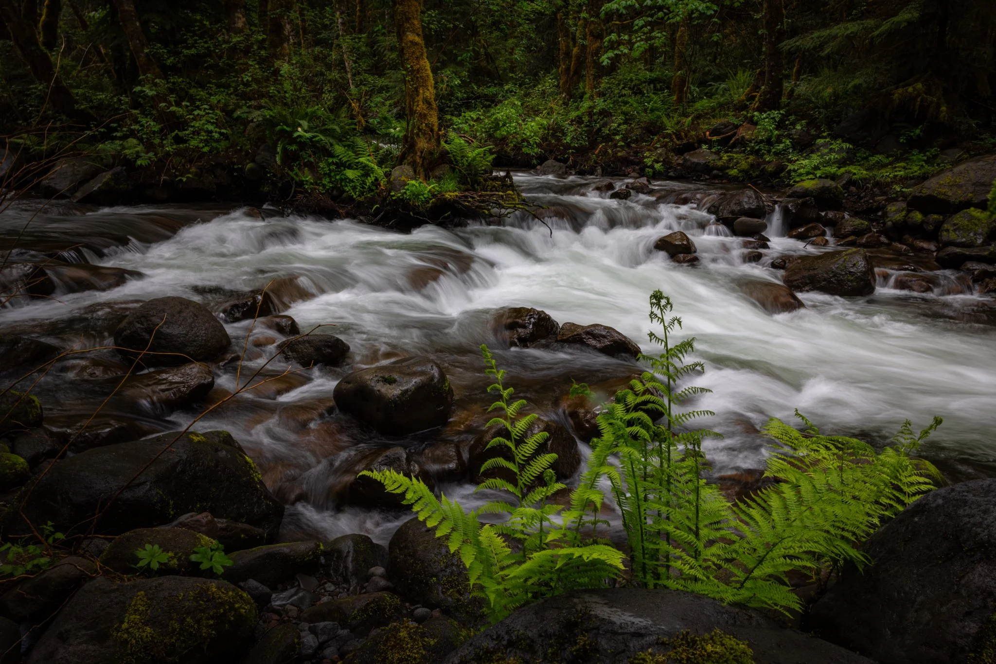  A cold, wet, and beautiful morning along the Zigzag River in Oregon   