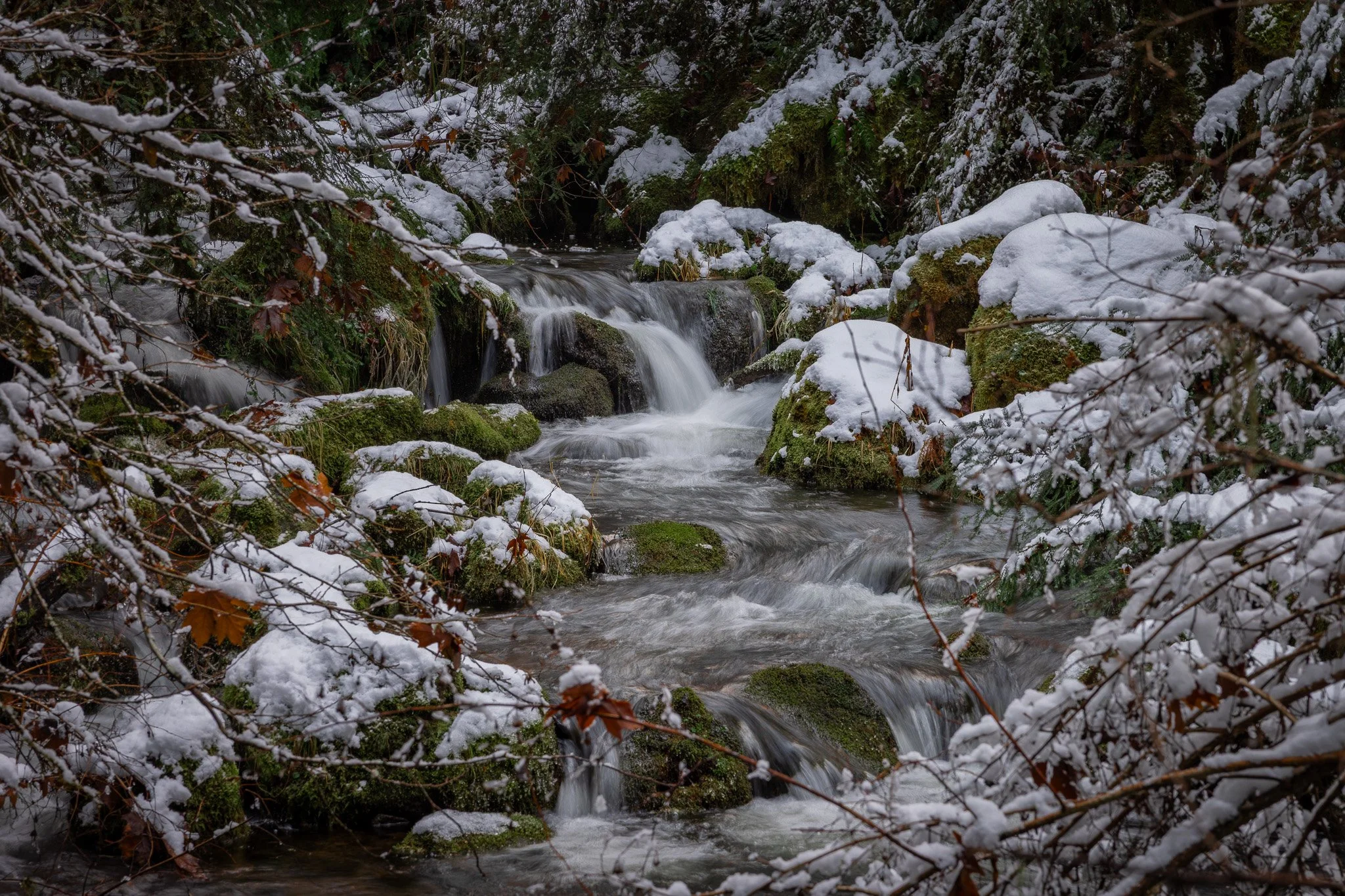 Snow covered mornings at Watson Creek, Oregon (near Watson Falls Parking Area)