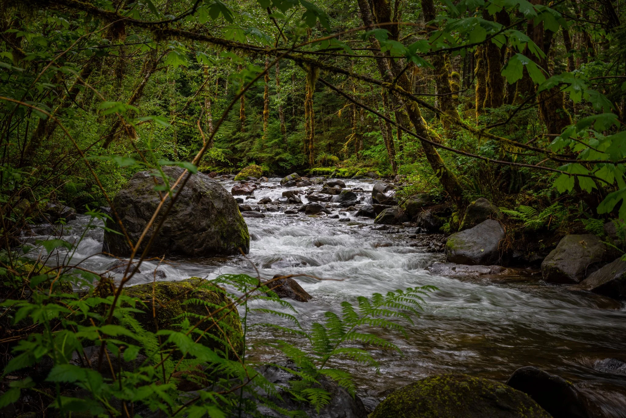  A beautiful morning along the Zigzag River in Oregon   