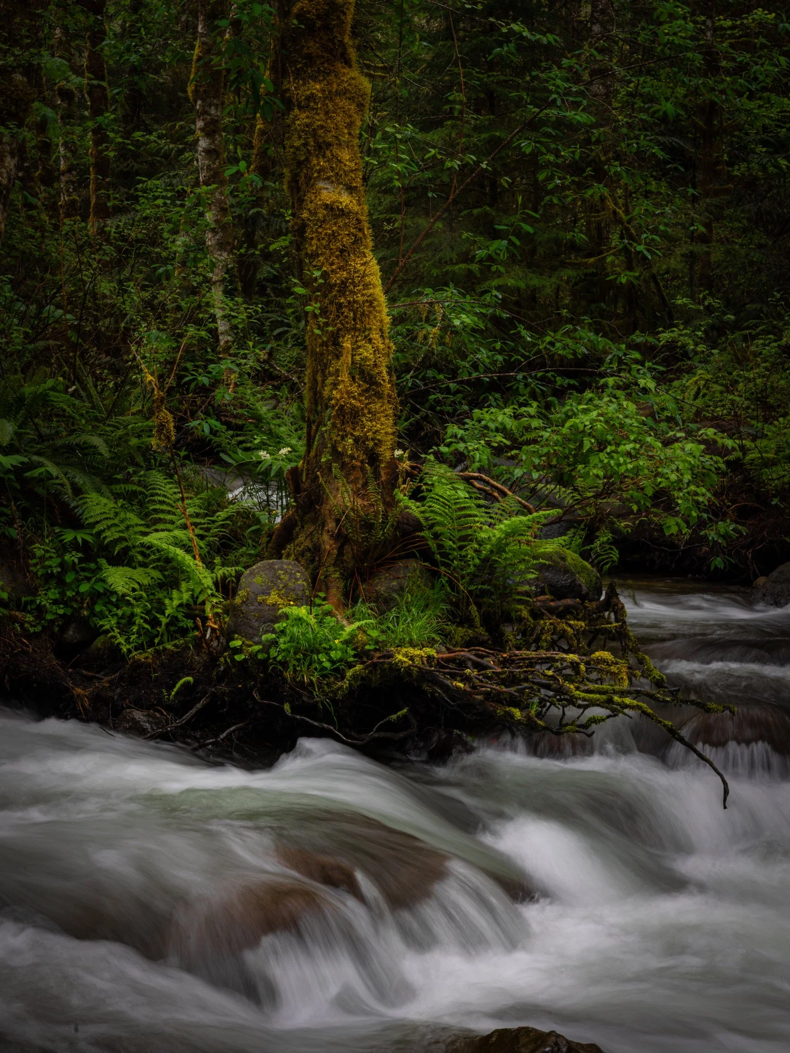  A cold, wet, and beautiful morning along the Zigzag River in Oregon   