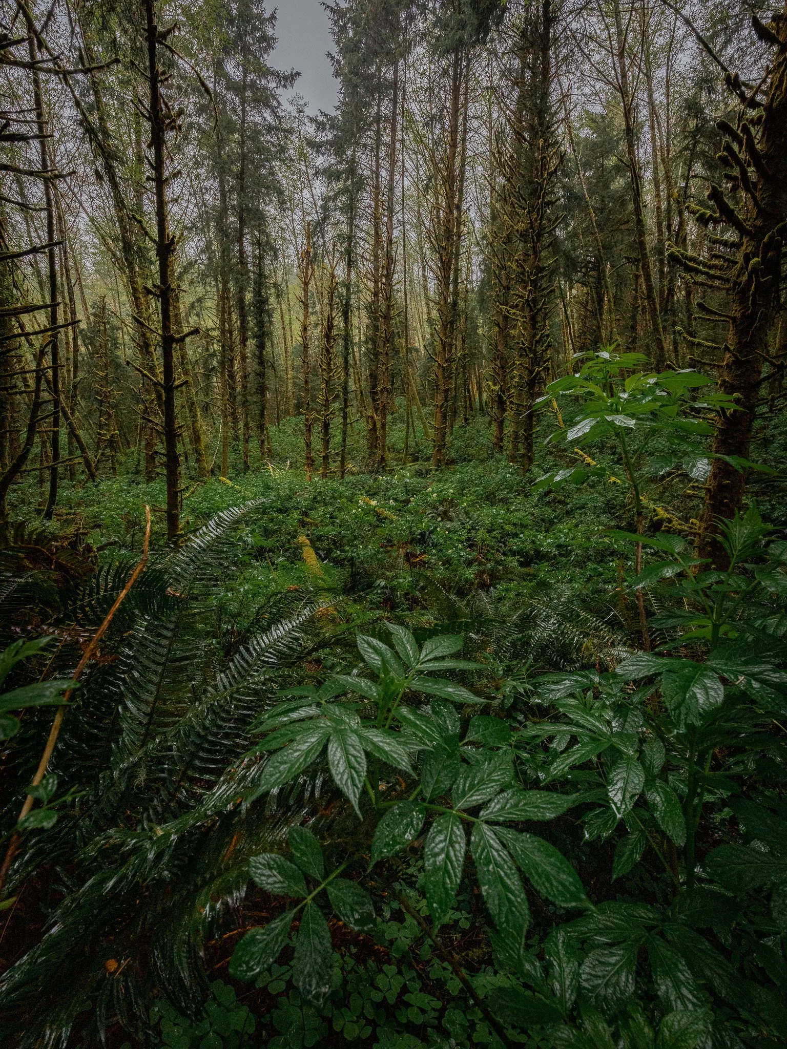  Stormy, wet, and beautiful morning at Ecola State Park in Oregon   