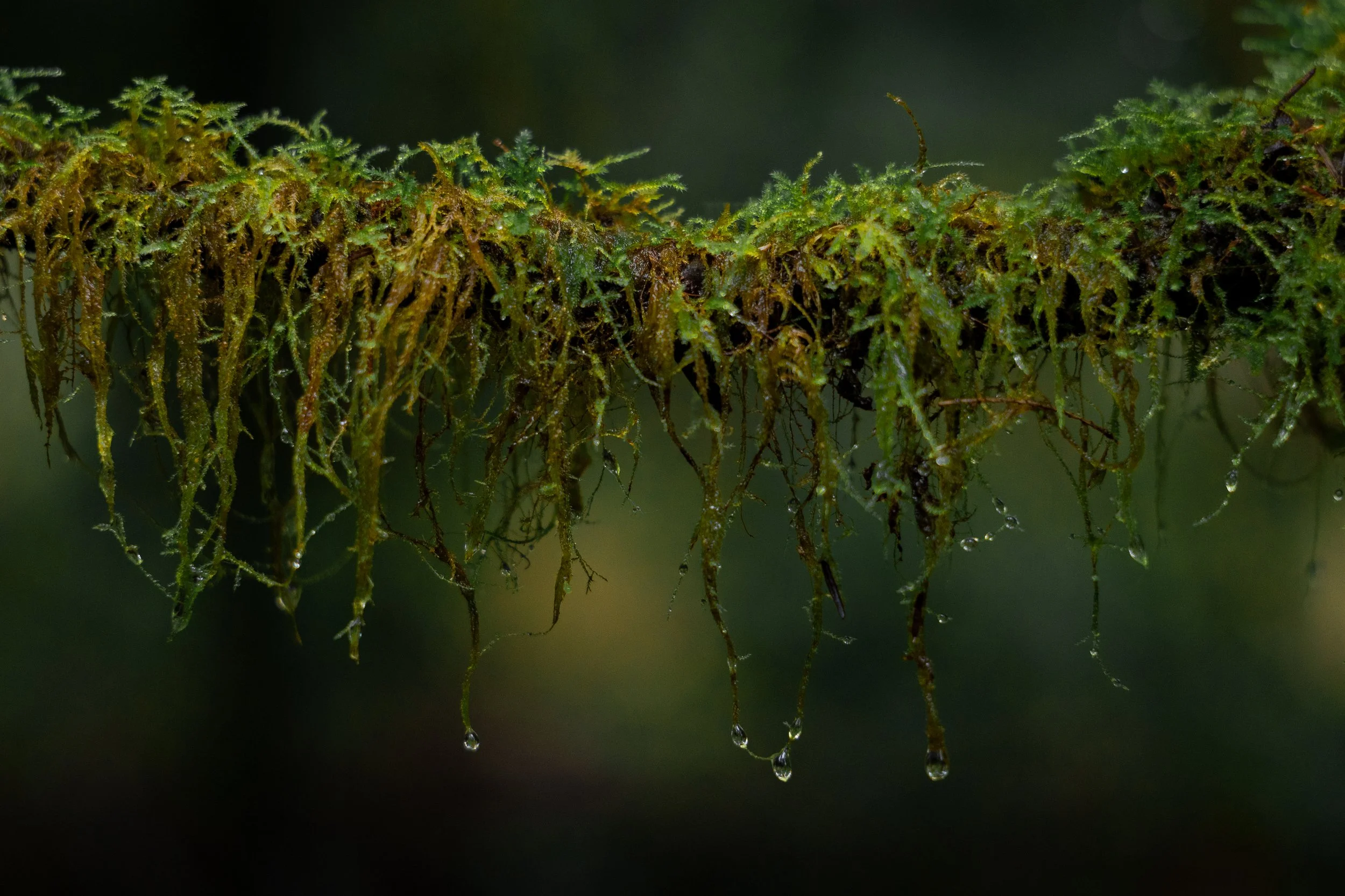 Rainy mornings at Watershed Park, Washington