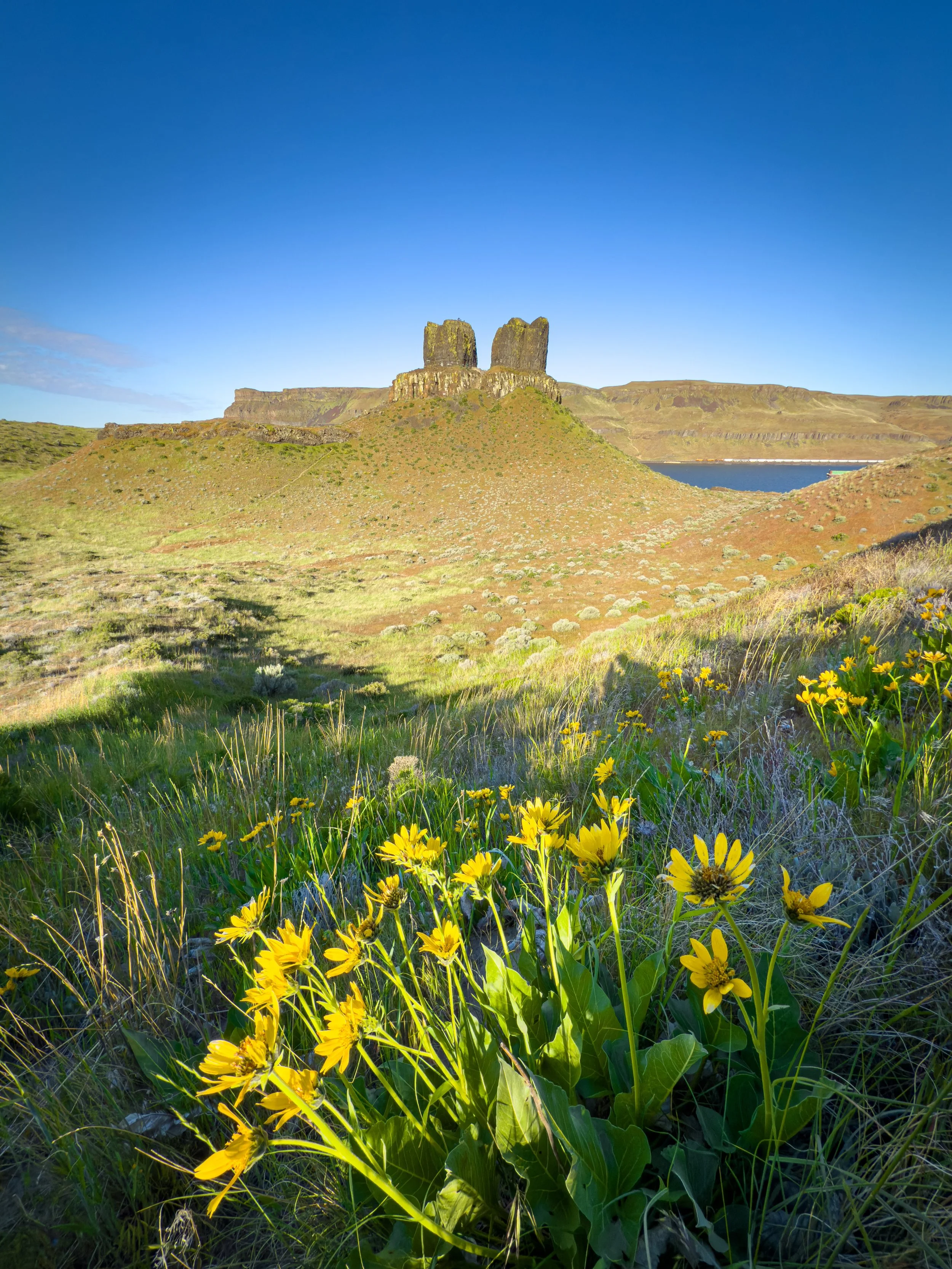 Yellow balsamroot wildflowers in the foreground with Twin Sisters Rock's twin basalt columns rising above rolling hills and the Columbia River in the background under a deep blue sky.
