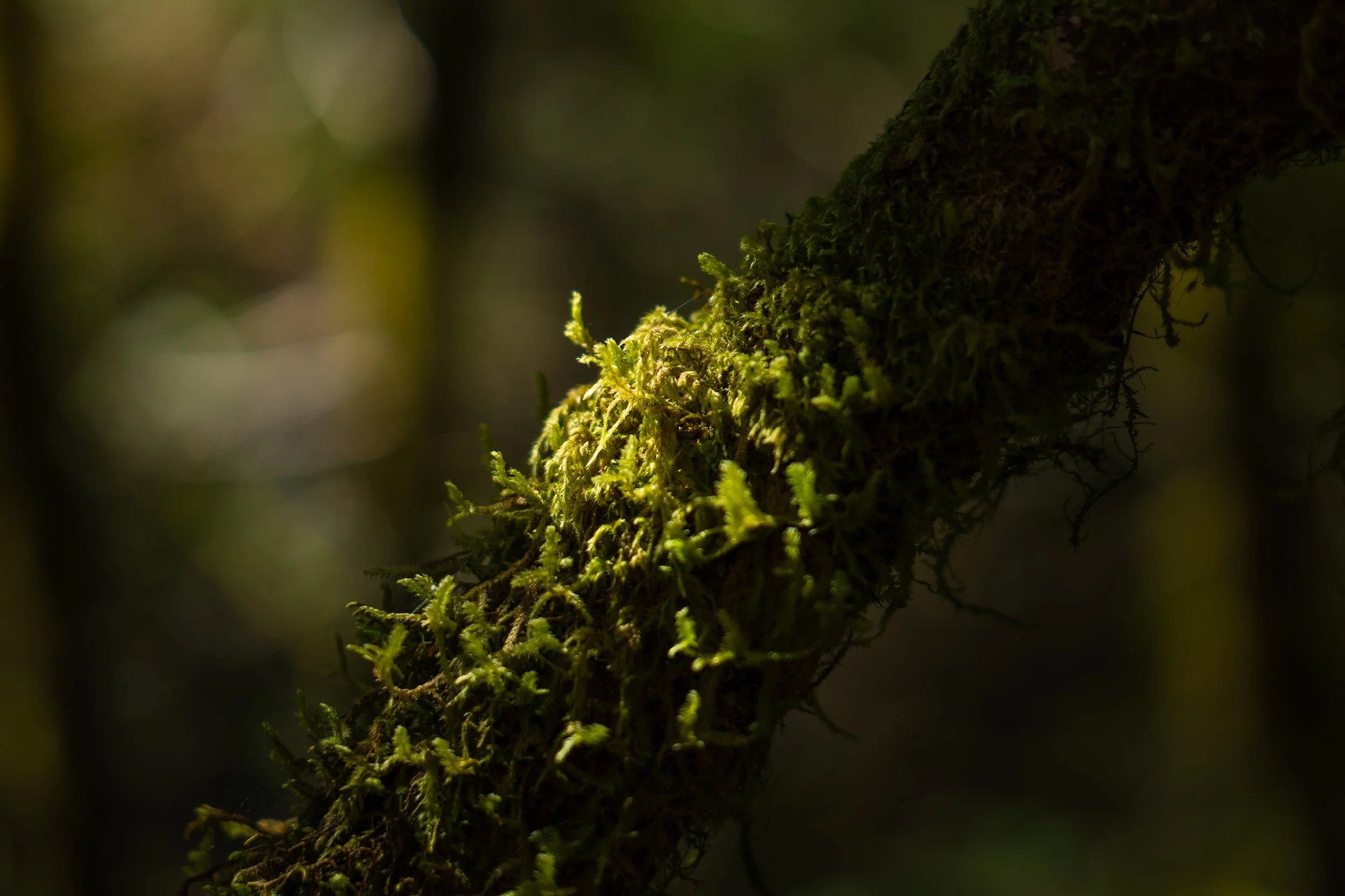  Sunset Falls Area along the East Fork Lewis River in Washington   