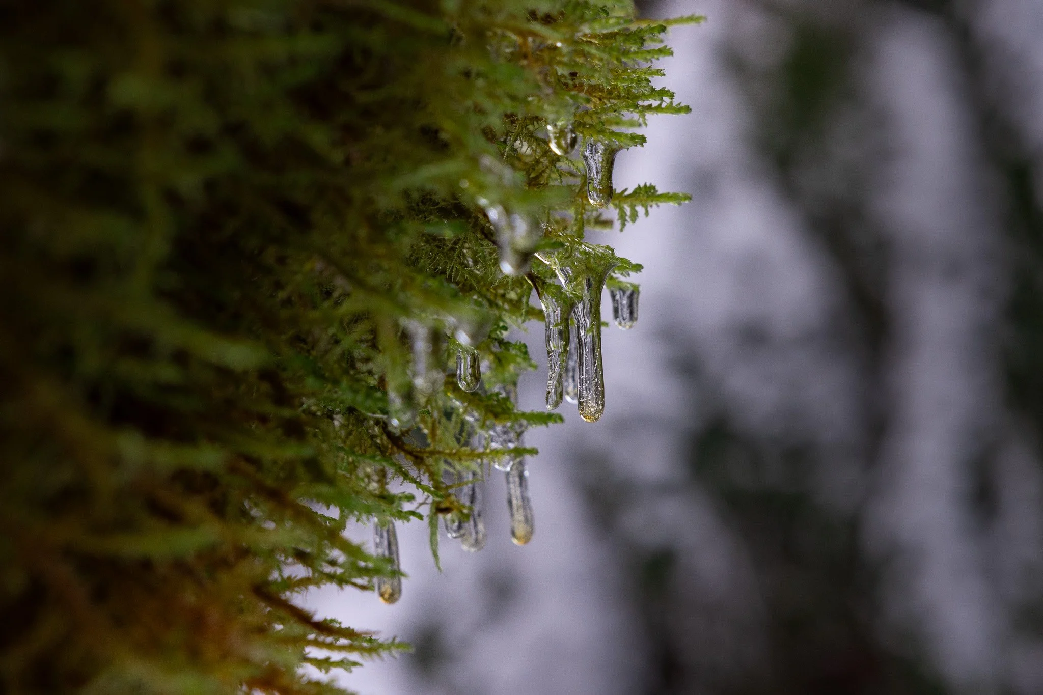 Snow covered mornings at Watson Creek, Oregon (near Watson Falls Parking Area)