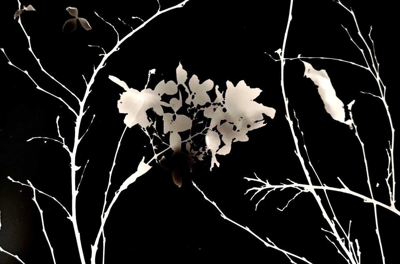 Foliage and Hydrangeas 2