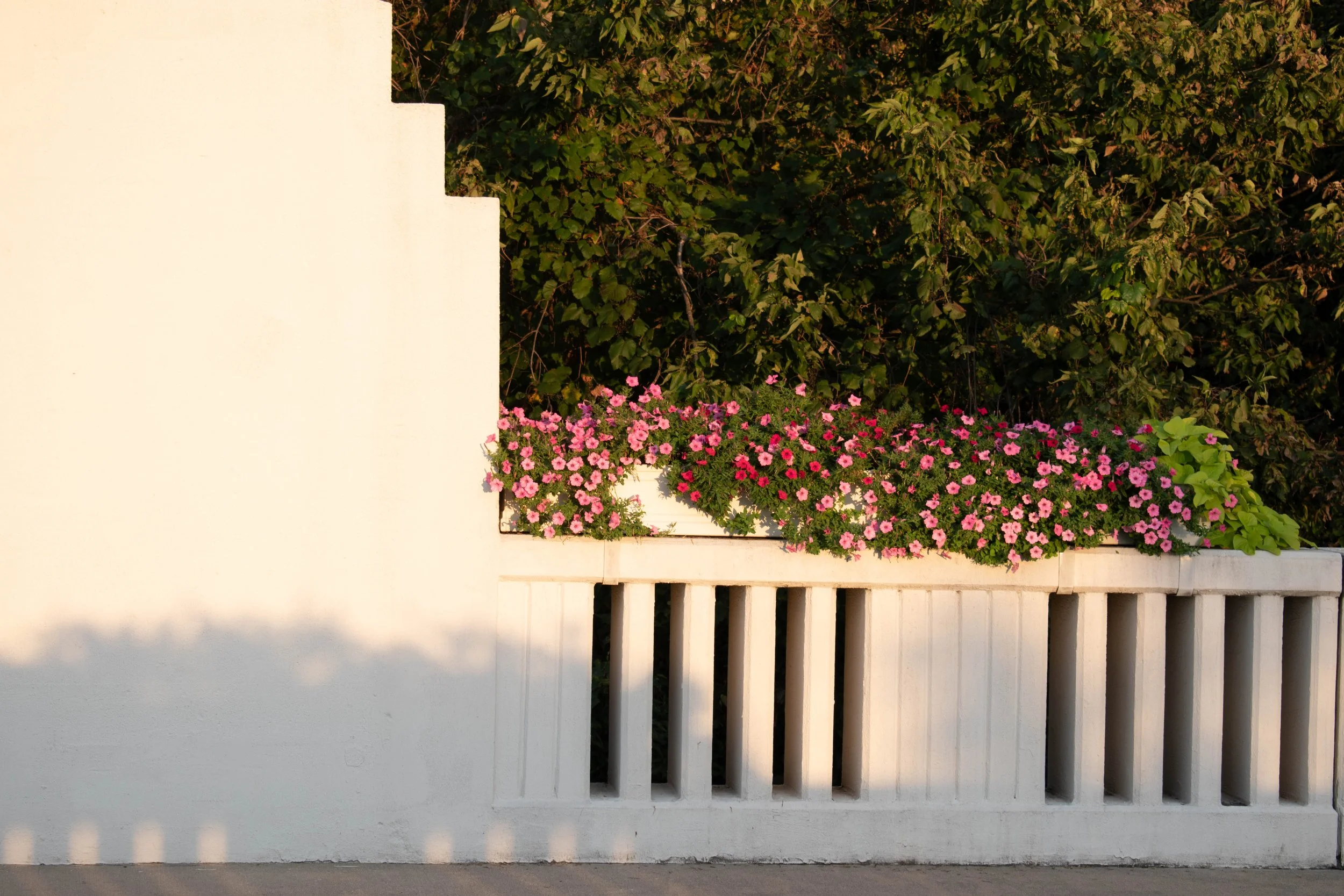 Petunias 
