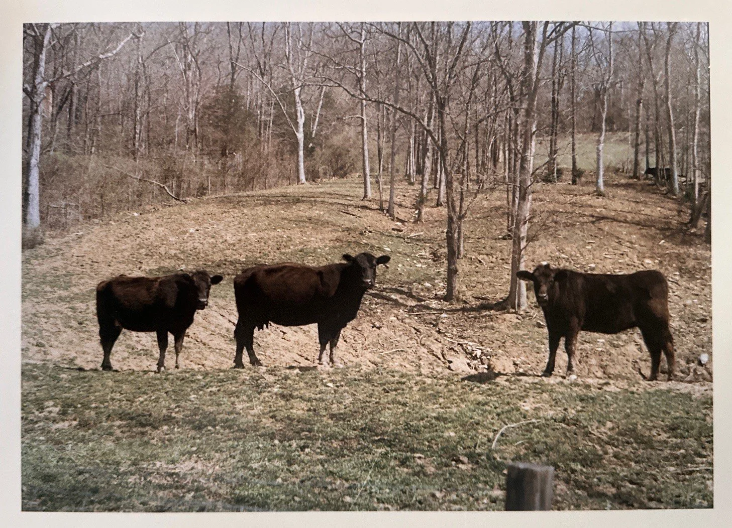 MOOOOOO