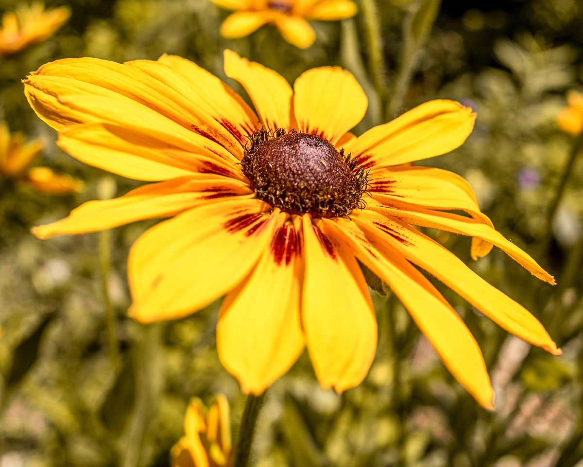 _MG_5273.jpg