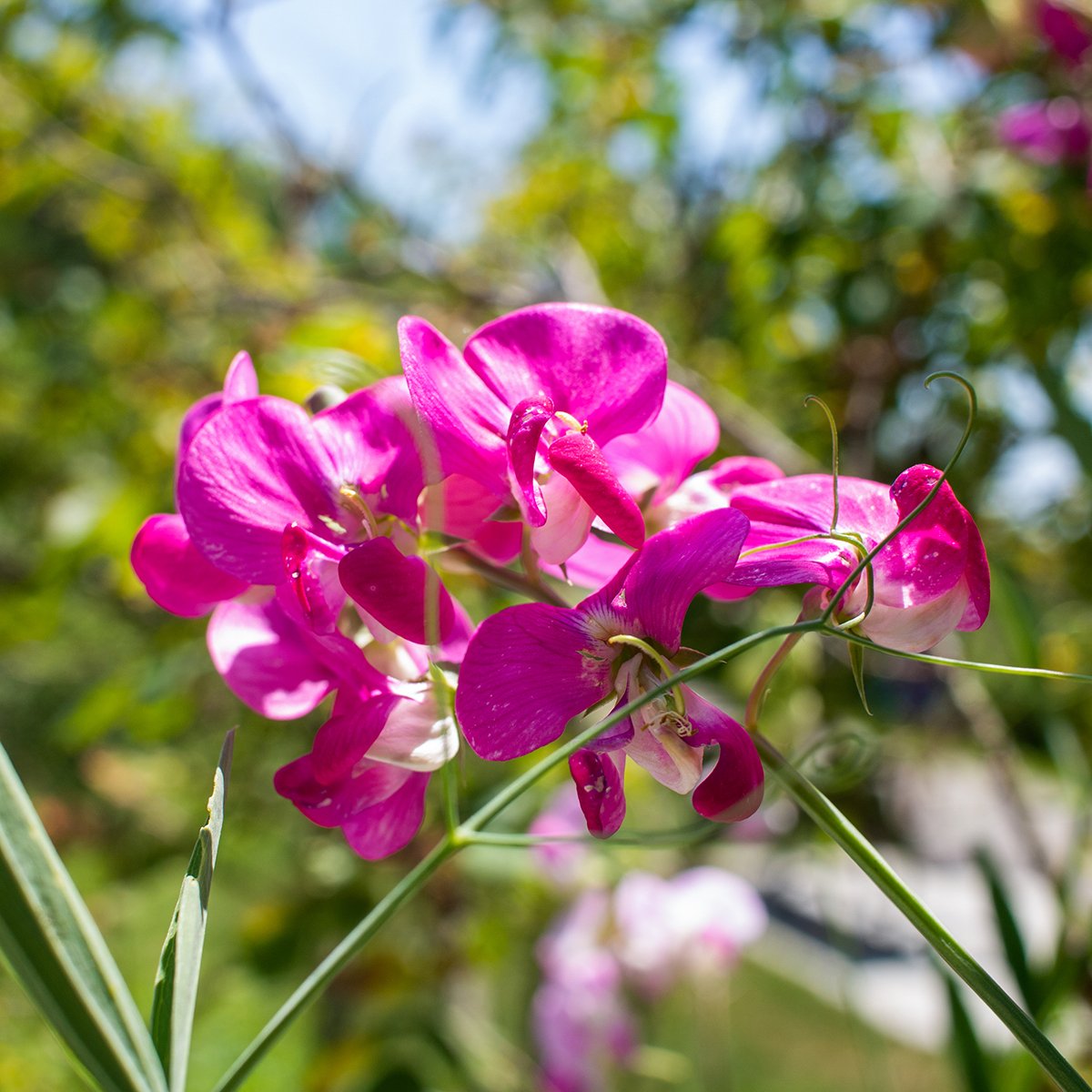 _MG_5263.jpg