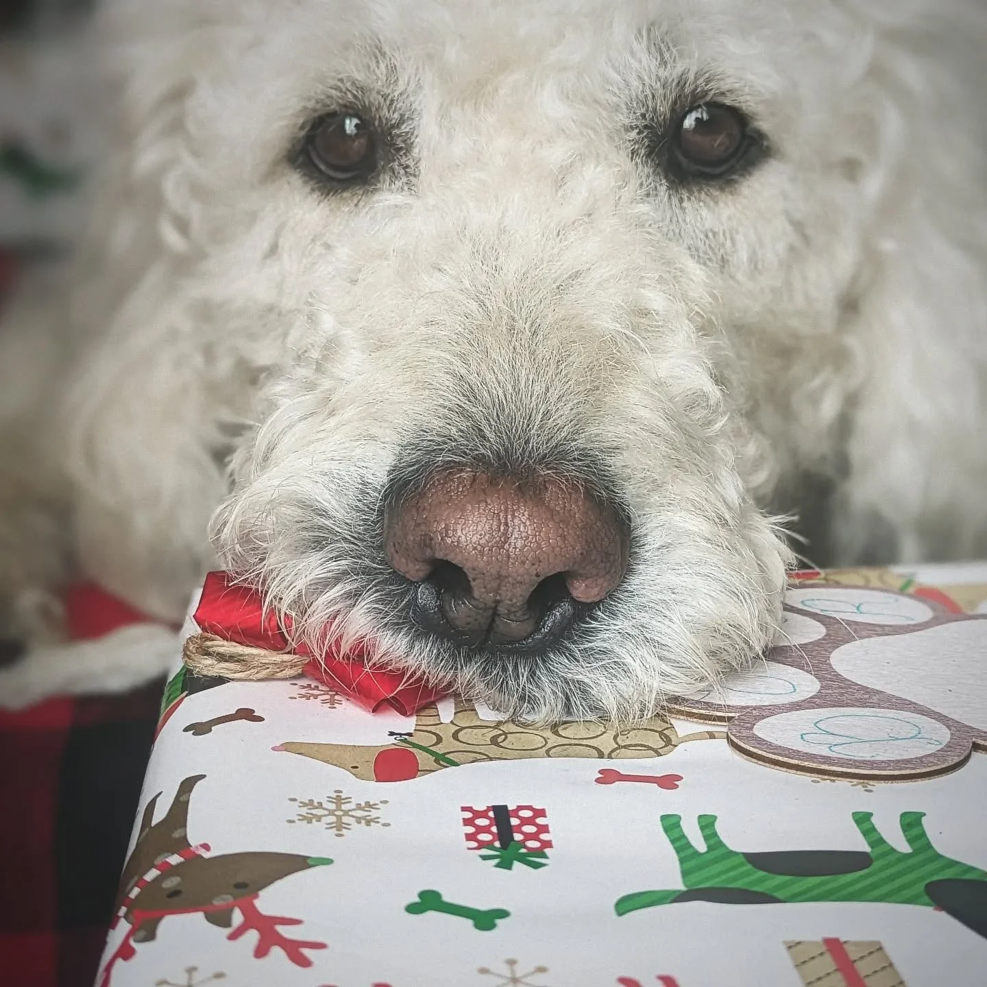 Saint Nicolas Day is only two days away, so I am putting the finishing touches on some gifts today🎅🎁 This is my favorite day of the year because I get to go on big rides with Daisy and smell lots of new friends. I am kind of shy, so it's nice to sm