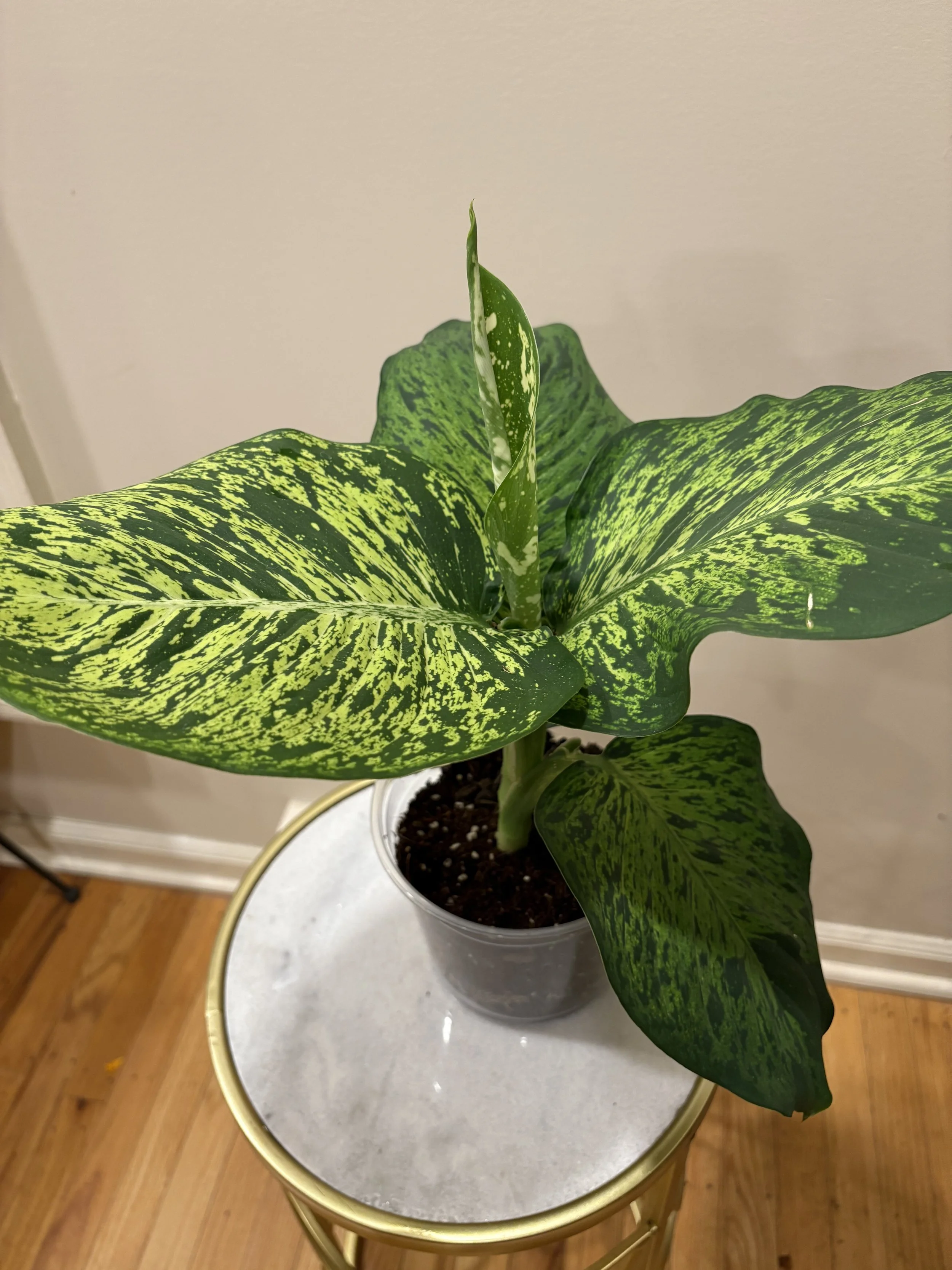 dieffenbachia mars 2.jpg