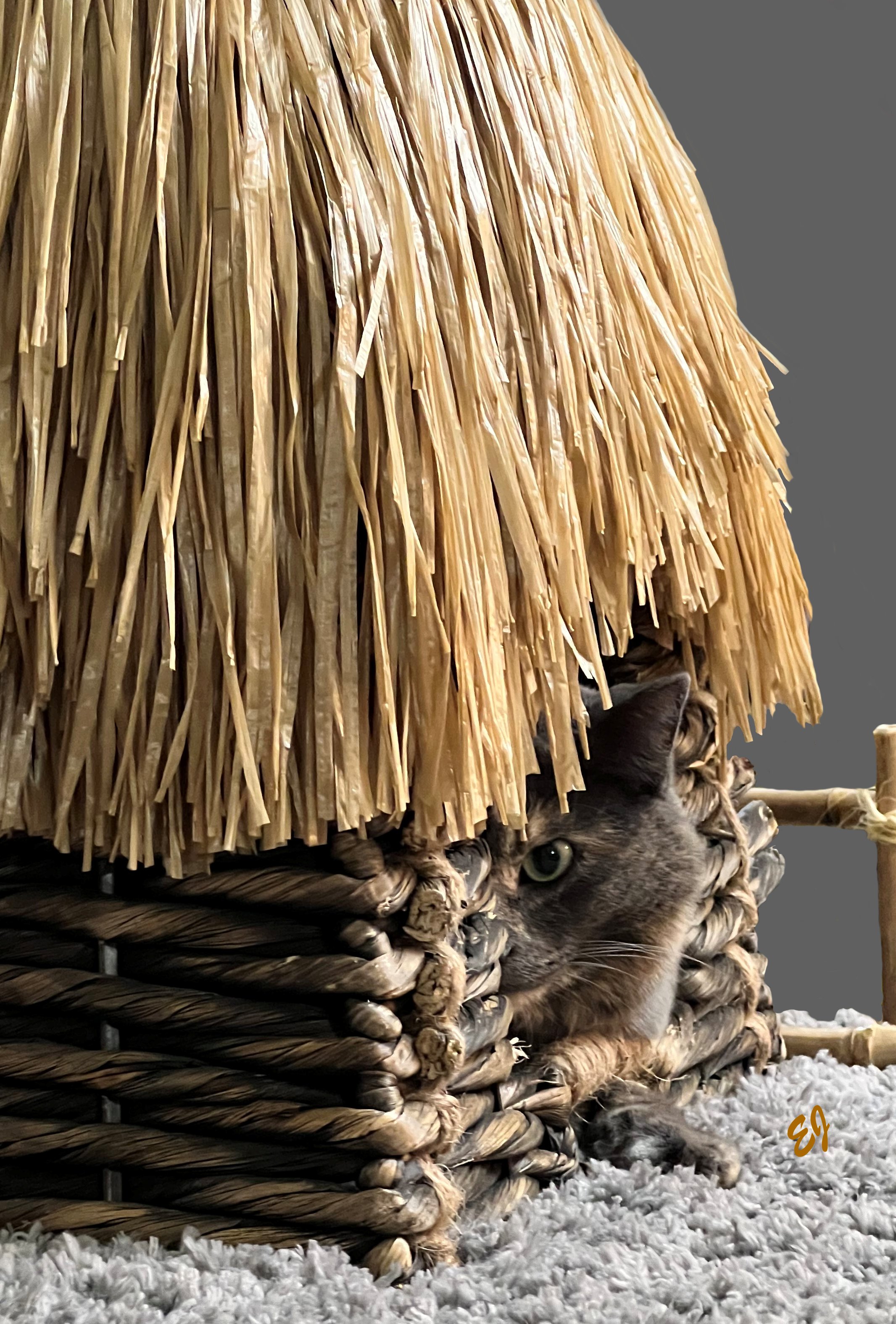 Ewok Percy One Eye Hut Large Format EJ.jpg