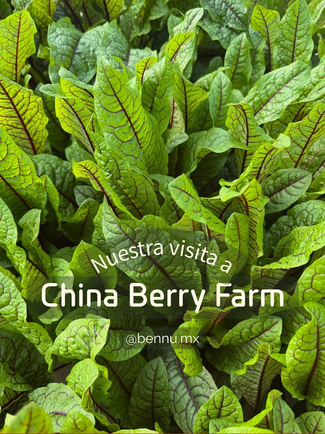China Berry nos da ingredientes de la mejor calidad. 🌱 
Hace unos d&iacute;as los visitamos y, como siempre, fue una gran experiencia reconectar con el origen de nuestros productos.
Sus vegetales llegan directo del campo y pasan a tu mesa: frescos, 